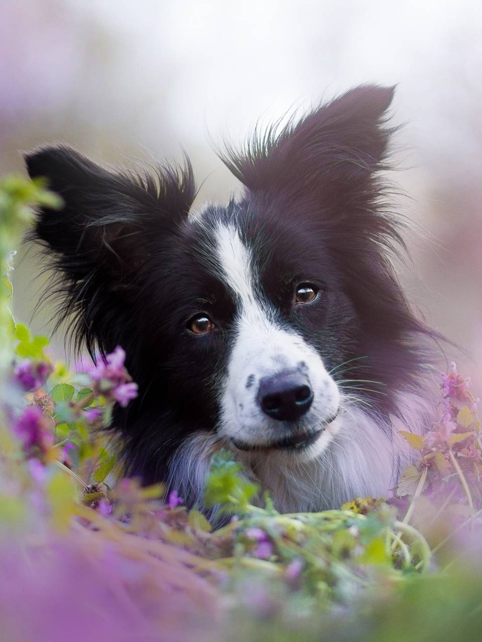 Border Collie, schwarzweiß, Tier, Hund, Hintergrund, 960x1280 HD Handy