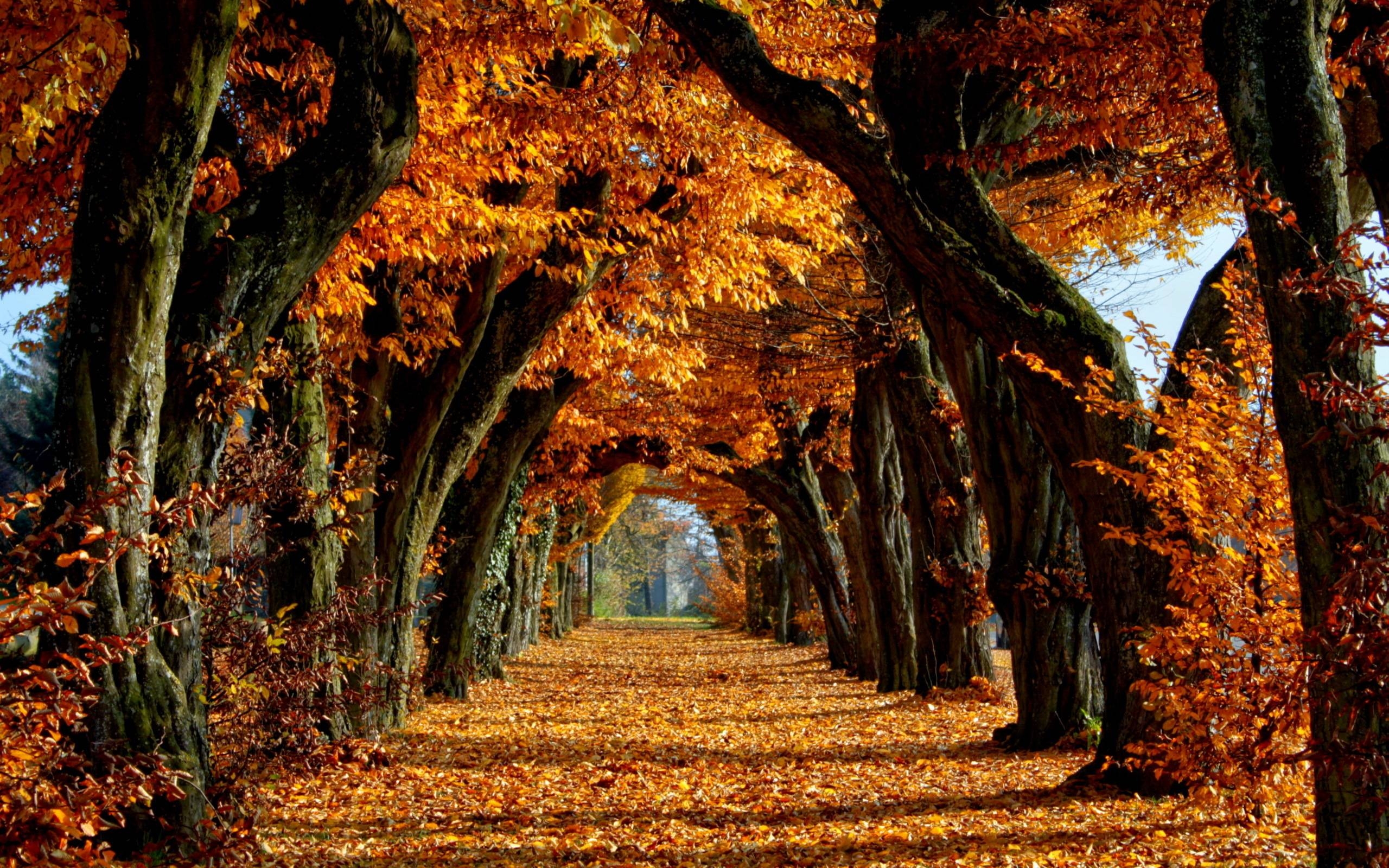 Herbst, HD, Natur, Hintergrund, Jahreszeit, 2560x1600 HD Desktop