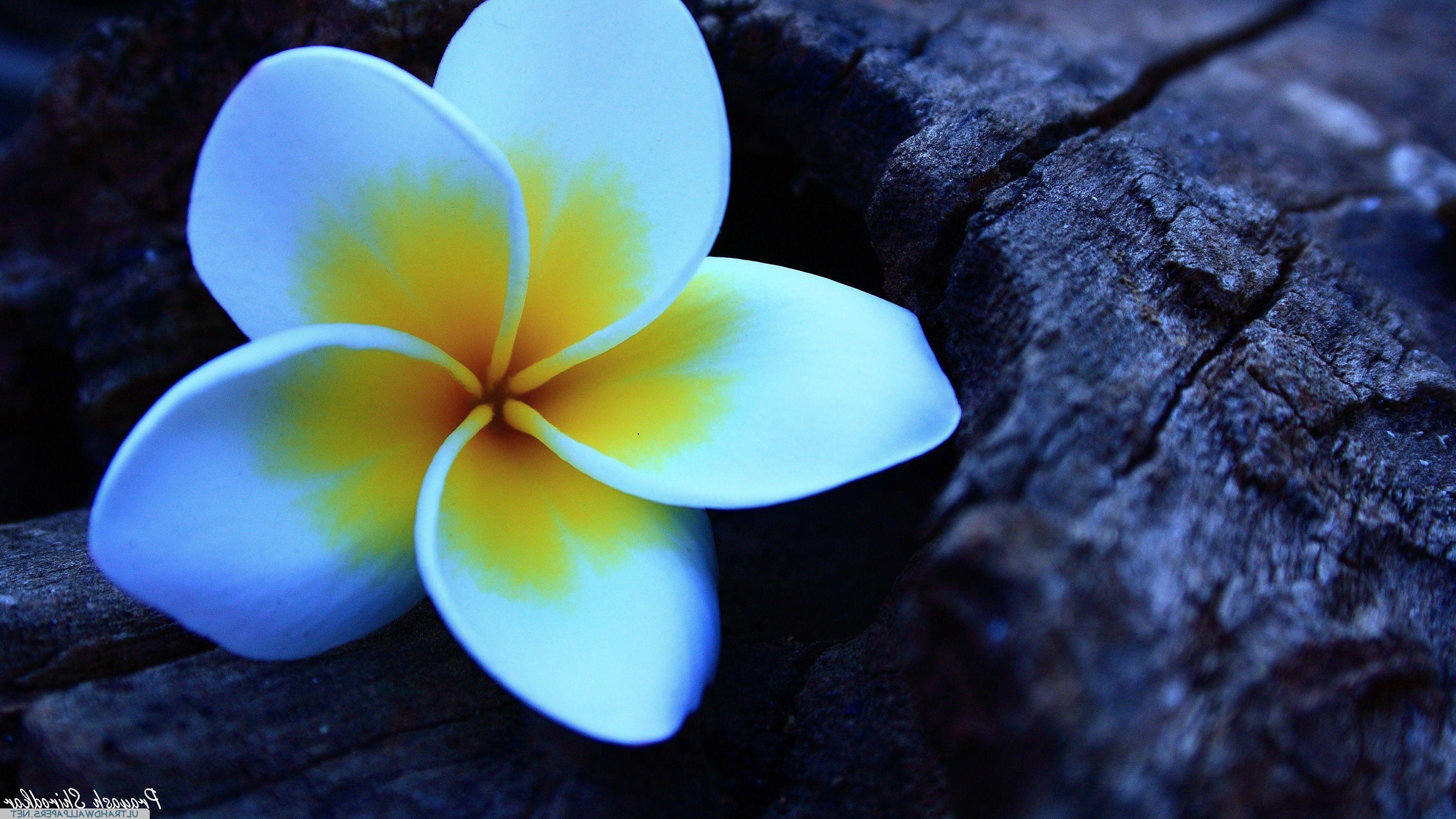 Plumeria, Blumen, HD, Desktop, Mobil, 3840x2160 4K Desktop