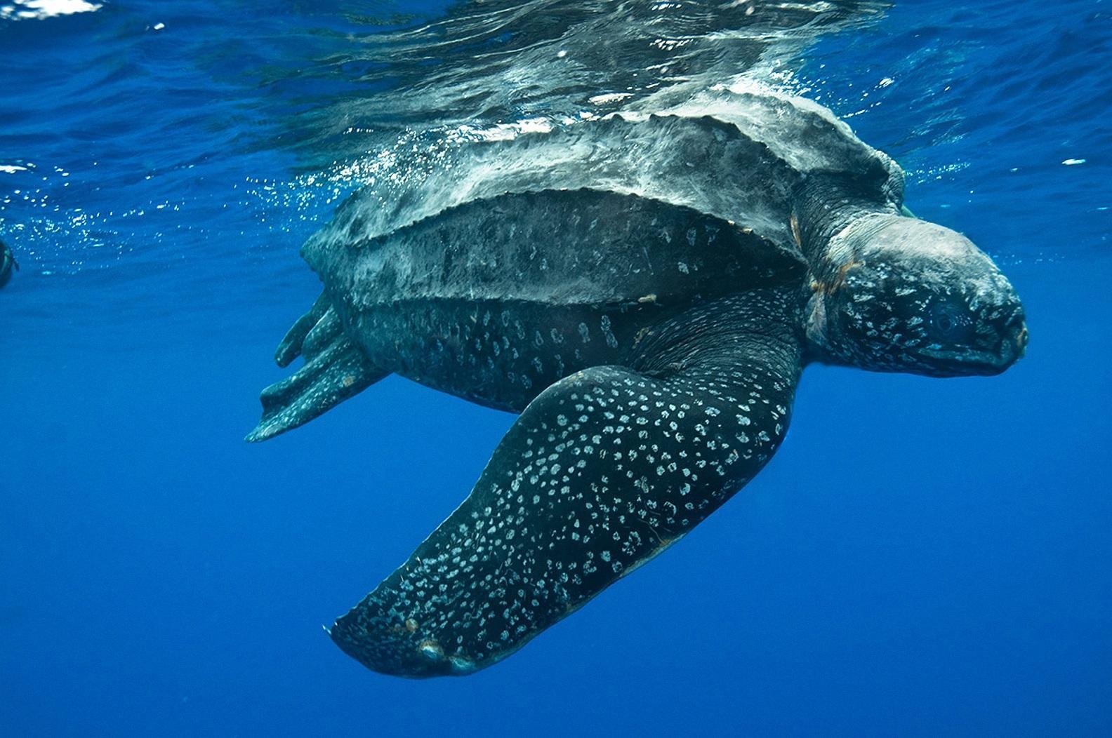 Lederschildkröte, Meer, Schildkröte, Tier, Wasser, 1590x1060 HD Desktop