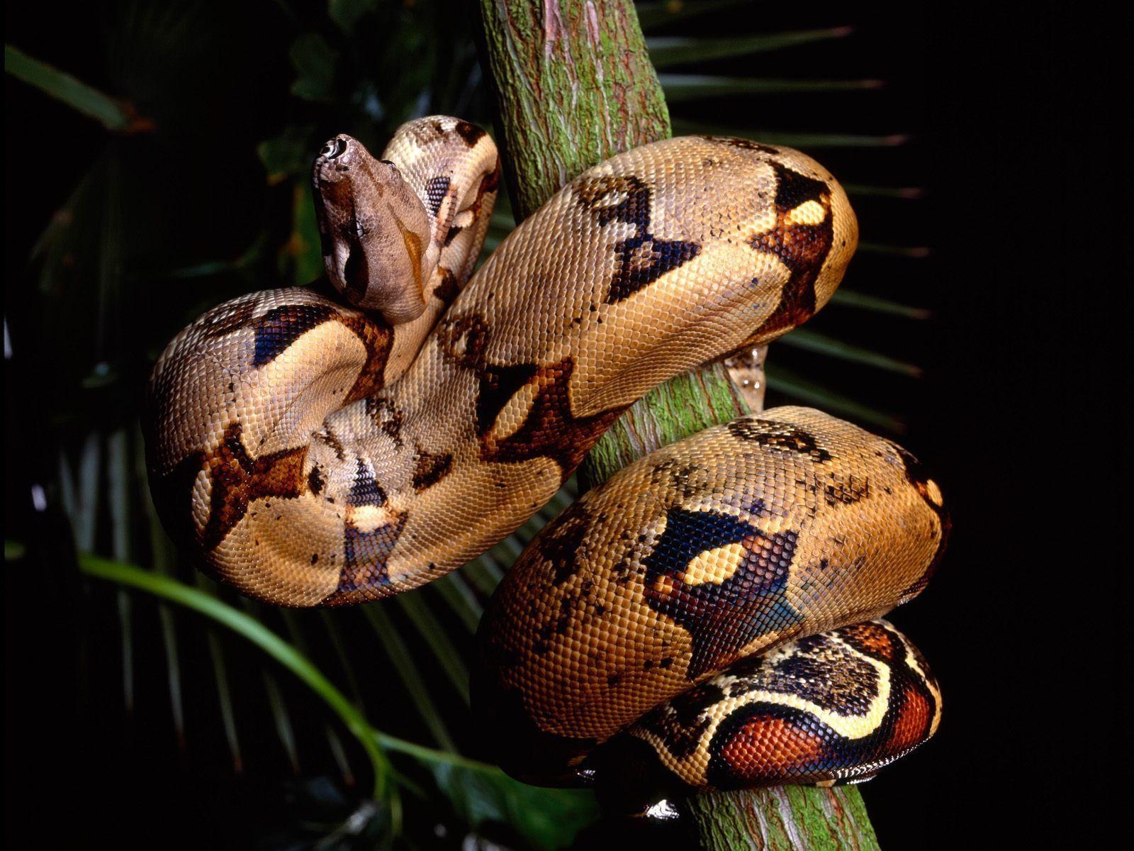 Boa Constrictor, Tiere, Reptilien, Natur, Fotografie, 1600x1200 HD Desktop