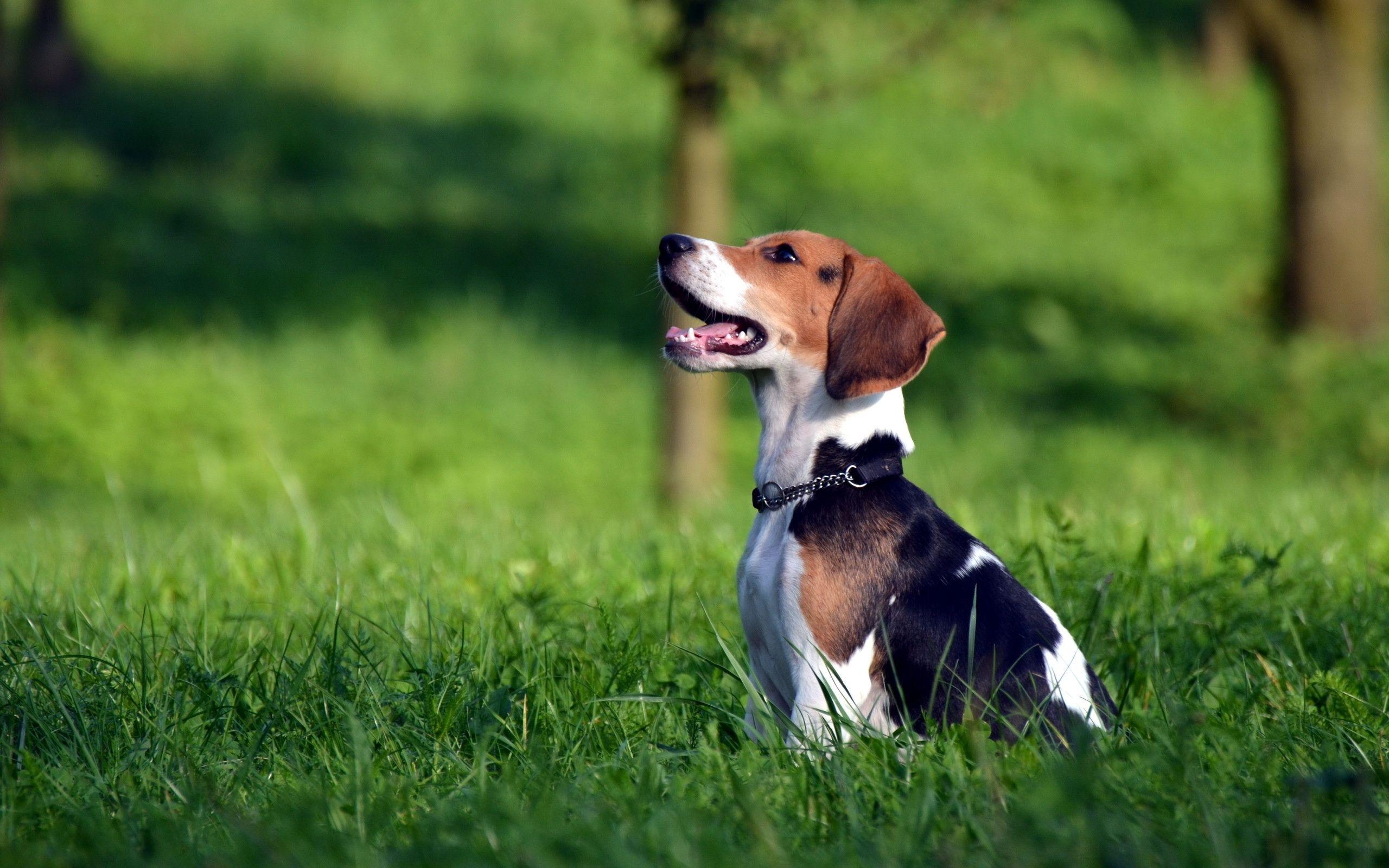 Beagle, Wallpaper, Bild, Hunde, Tiere, 2560x1600 HD Desktop