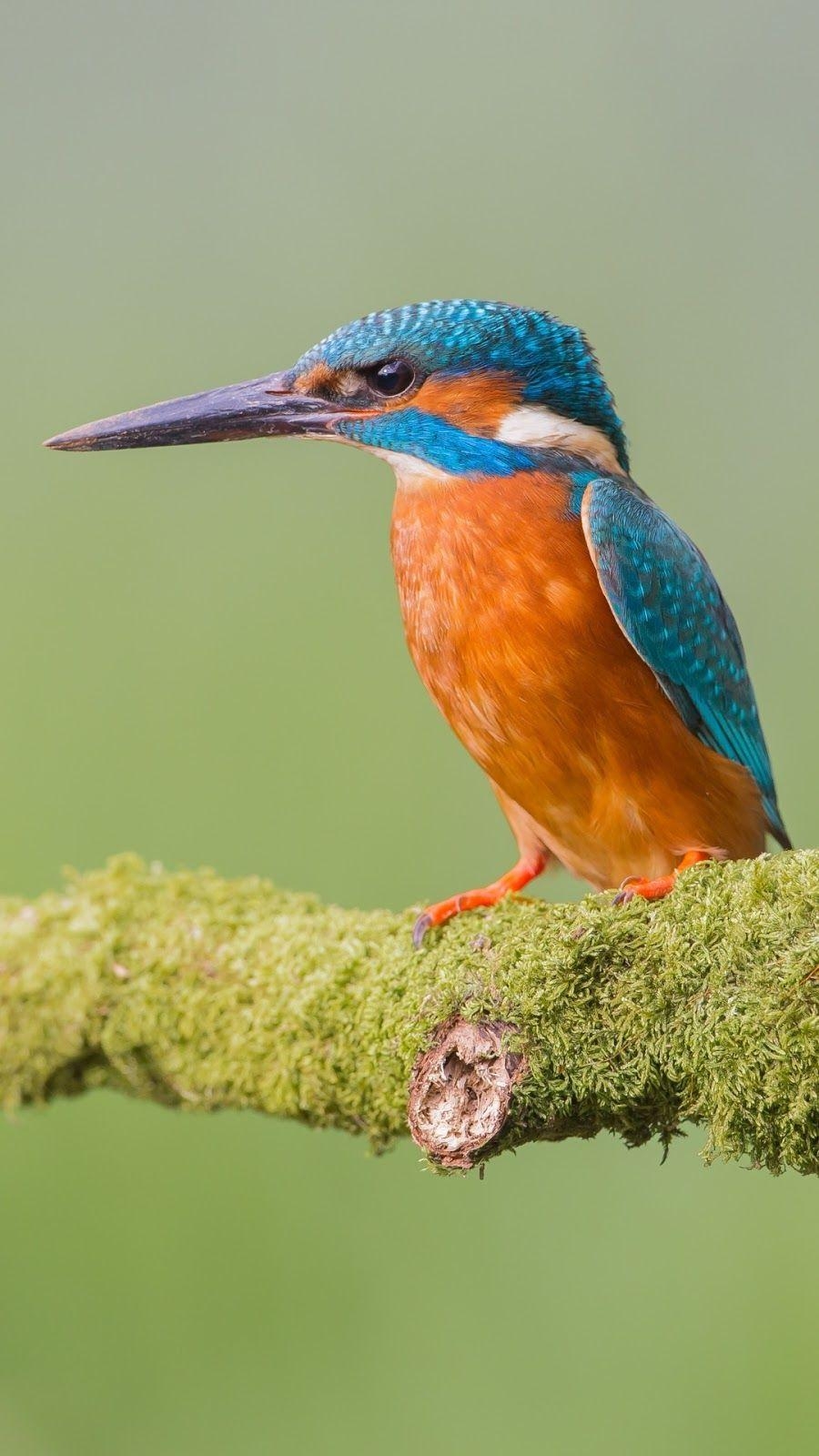 Eisvogel, Vogel, Mobil, Natur, Schönheit, 900x1600 HD Handy