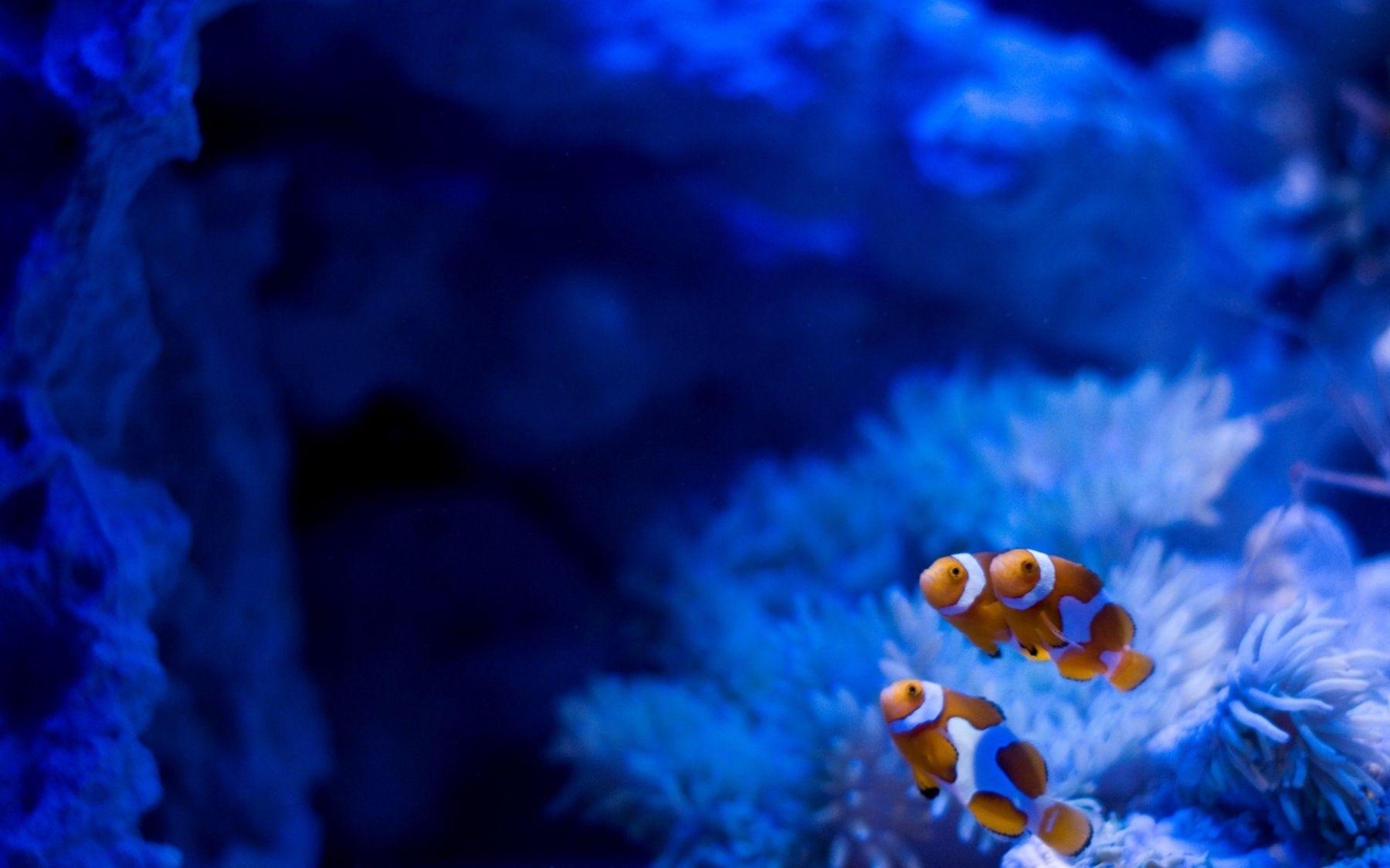 Clownfisch, HD, Bild, Unterwasser, Aquarium, 1800x1130 HD Desktop