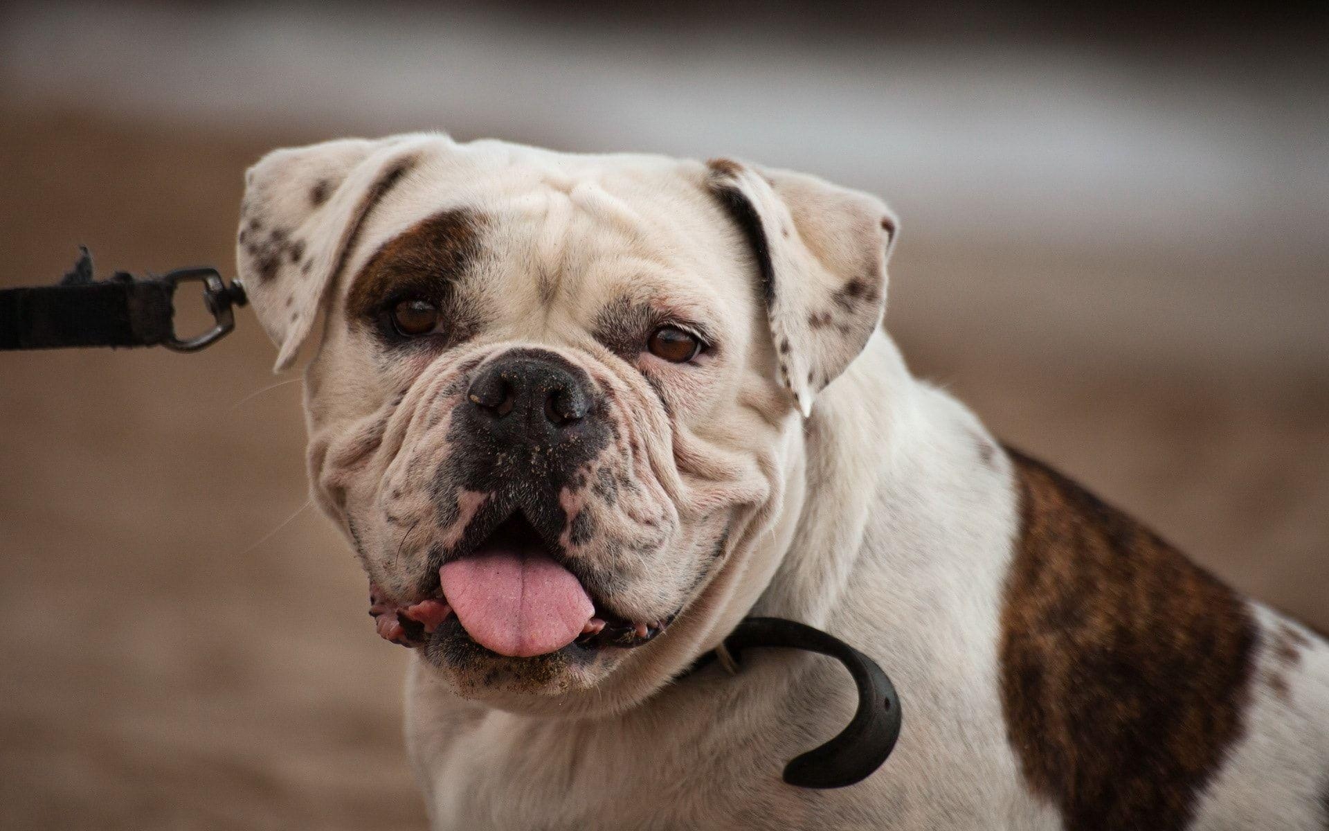 Bulldogge, Hintergrund, Tier, Schwarzweiß, Bild, 1920x1200 HD Desktop