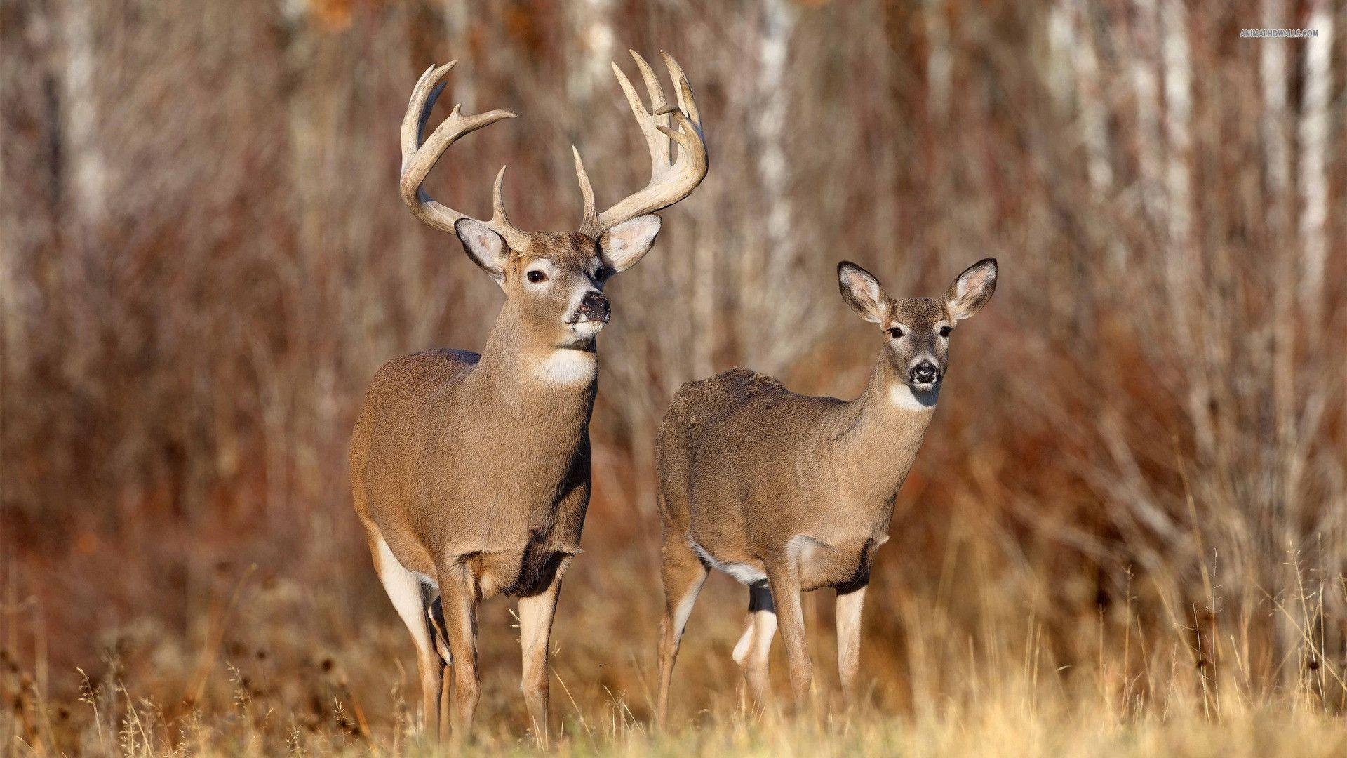 Freier Whitetail-Hirsch, Natur, Hintergrund, Tierwelt, 1920x1080 Full HD Desktop