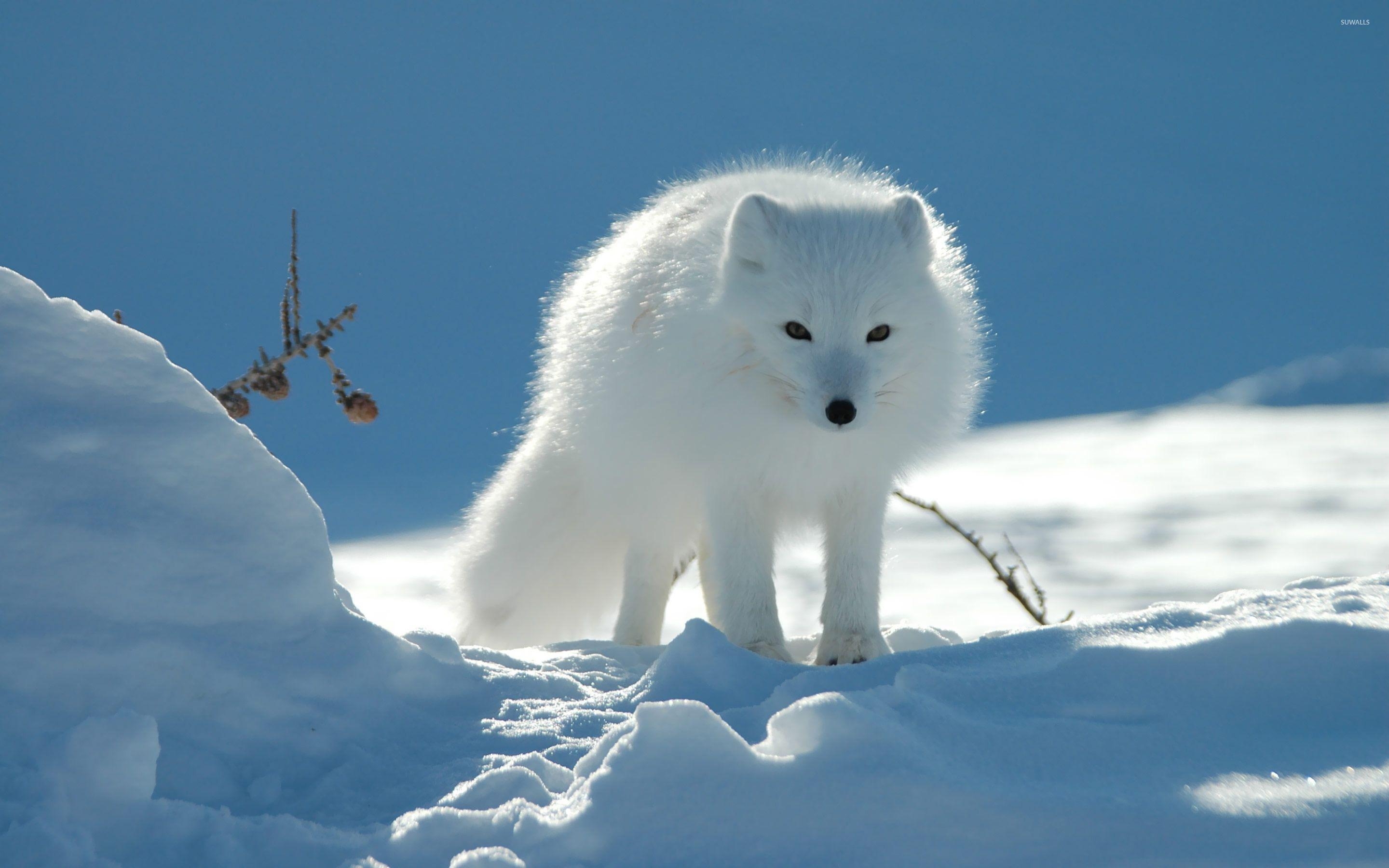 Weiße Füchse, Arktis, Tiere, Natur, Winter, 2880x1800 HD Desktop