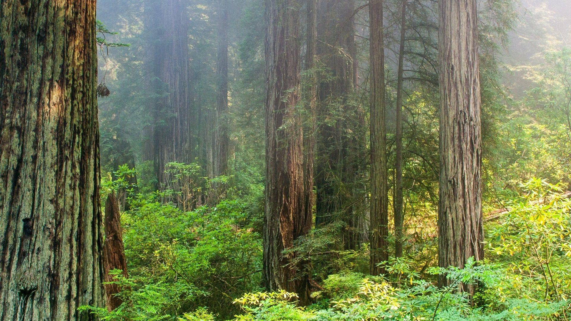 Nebliger Morgen, Redwood, Nationalpark, Natur, Kalifornien, 1920x1080 Full HD Desktop