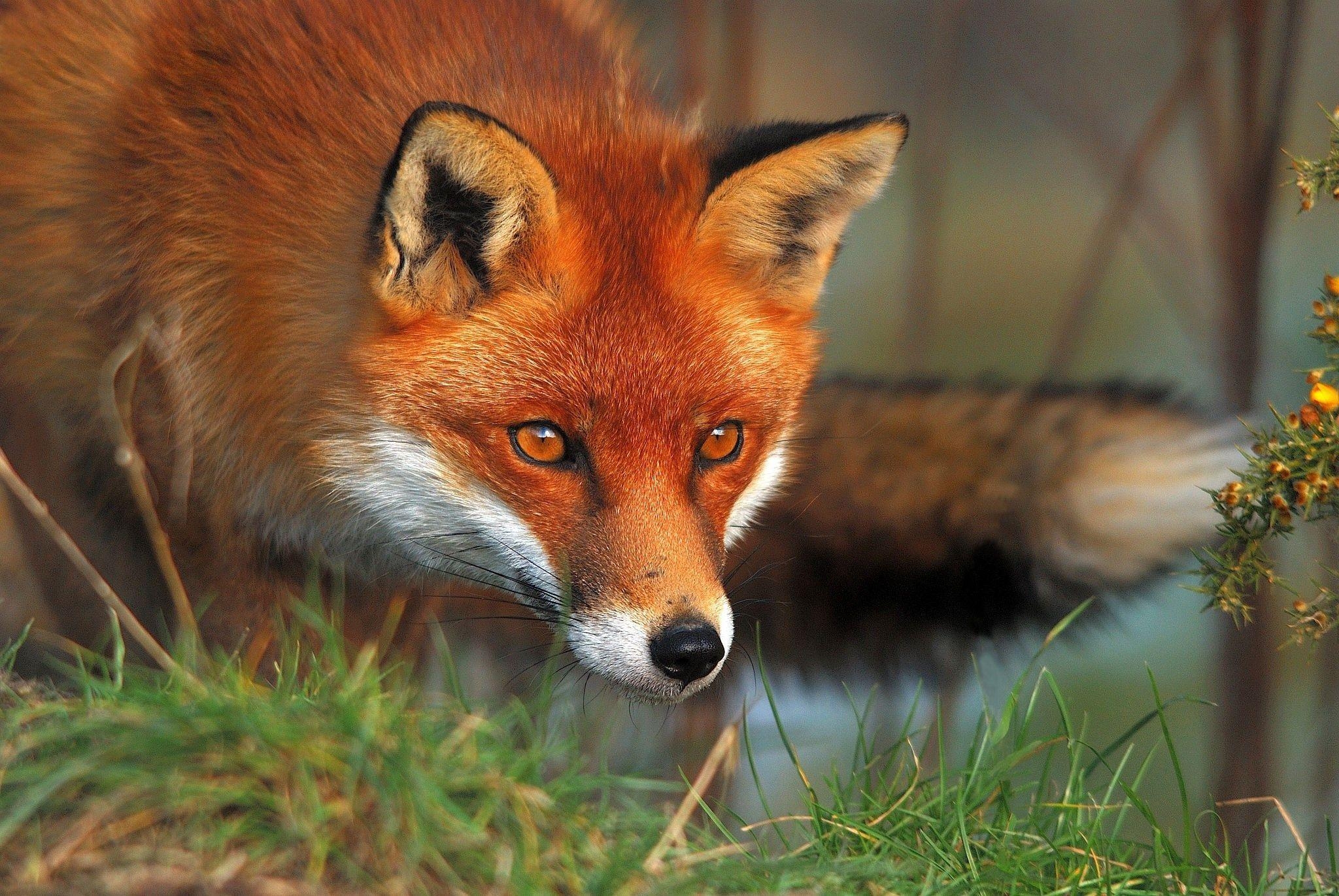 Fuchs, 1080p, Pak, HD Bilder, Tierfotos, 2050x1380 HD Desktop