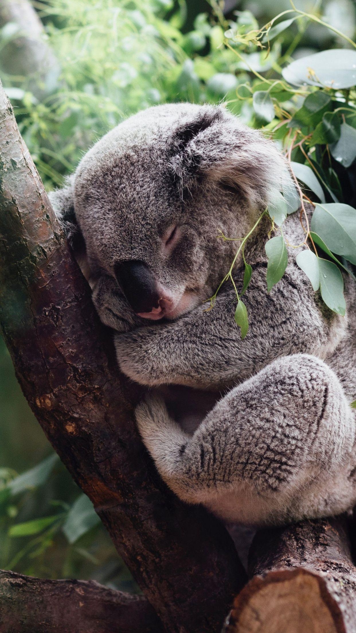 Koala Bär, Download, Australien, Tiere, Hintergrund, 1250x2210 HD Handy