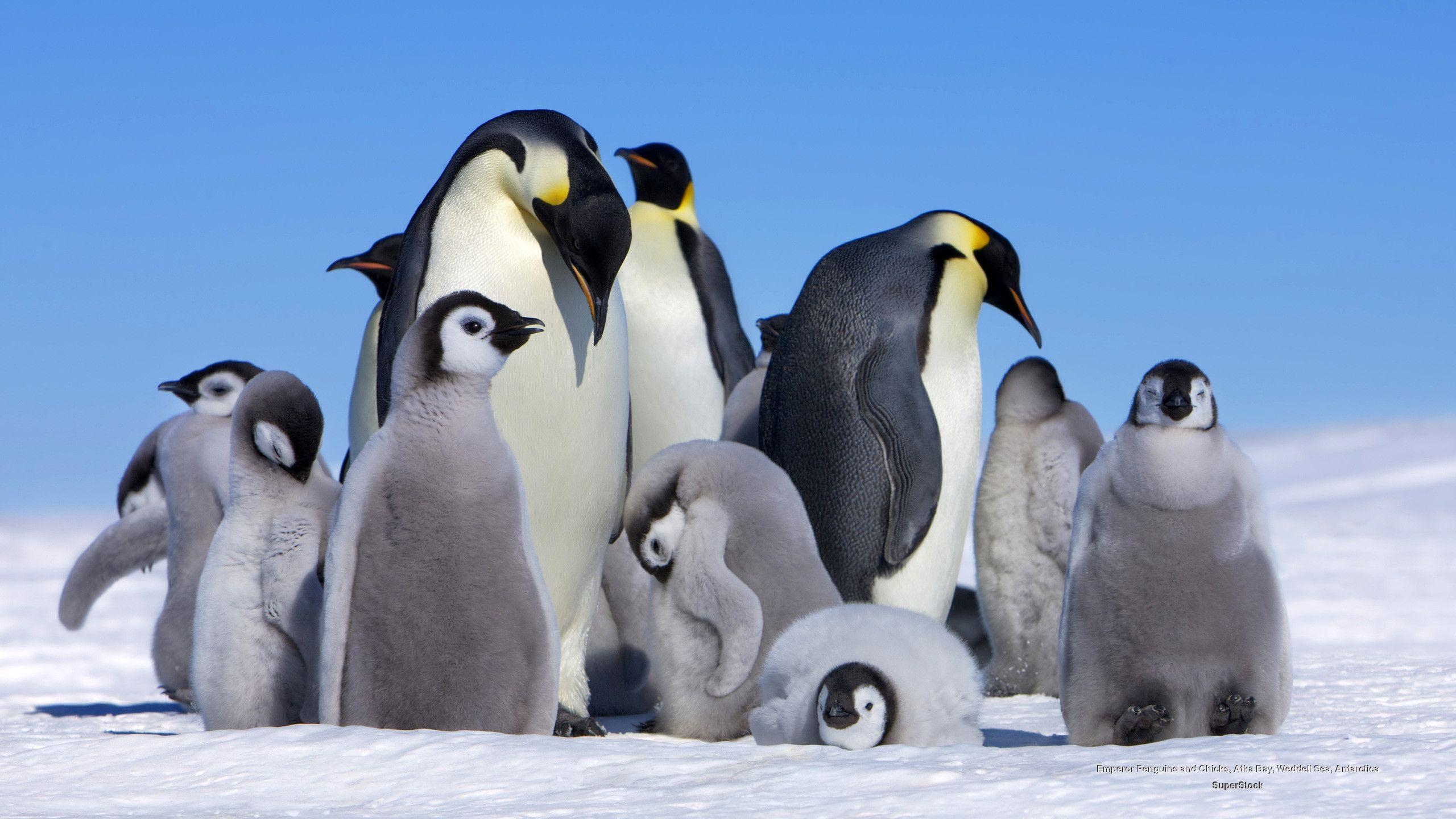 Niedlicher Pinguin, Tiere, Hintergrund, Pinguin, 2560x1440 HD Desktop