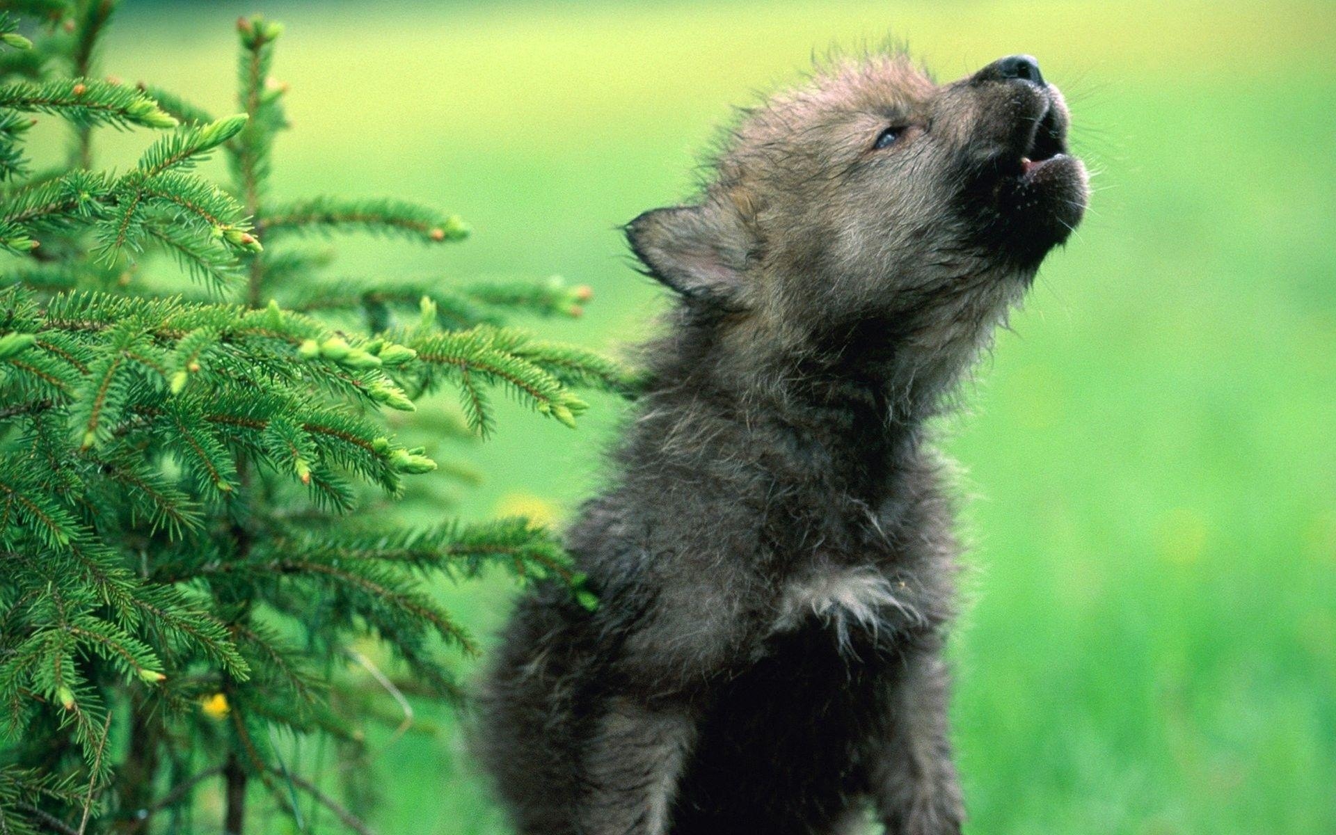 Baby Tiervielfraß, Welpen, National Geographic, heulend, Bild, 1920x1200 HD Desktop