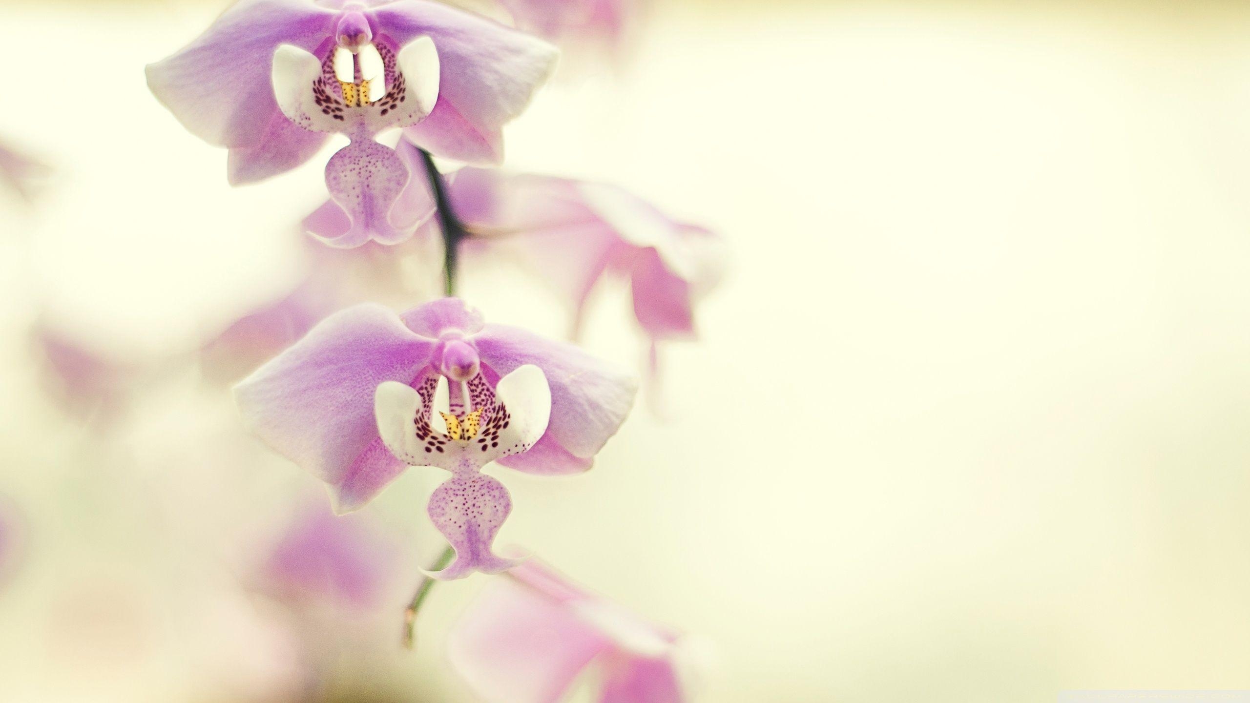 Orchidee, 4K, HD, Natur, Desktop, 2560x1440 HD Desktop