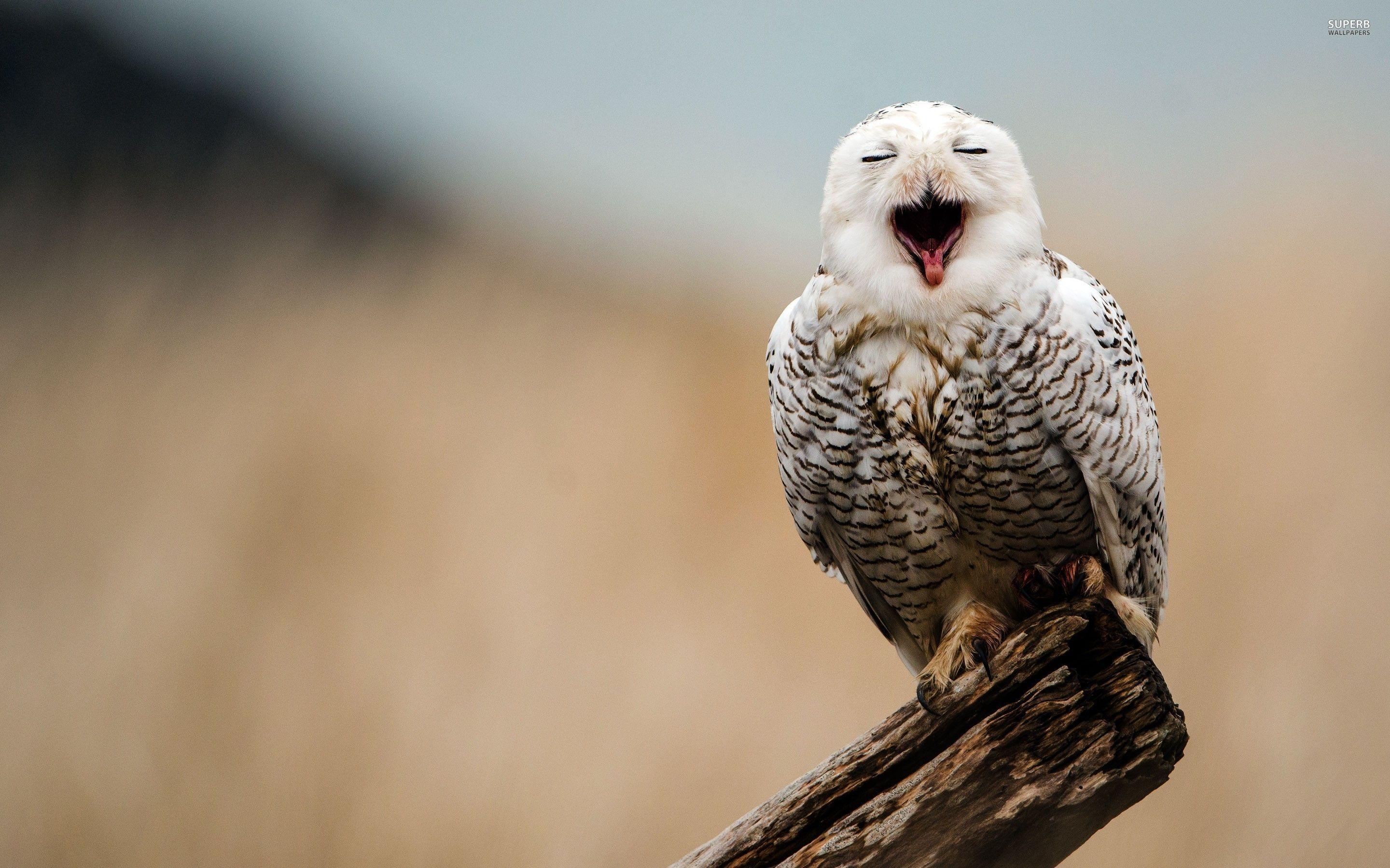 Weiße Eule, Galerie, Tierwelt, Natur, Bilder, 2880x1800 HD Desktop