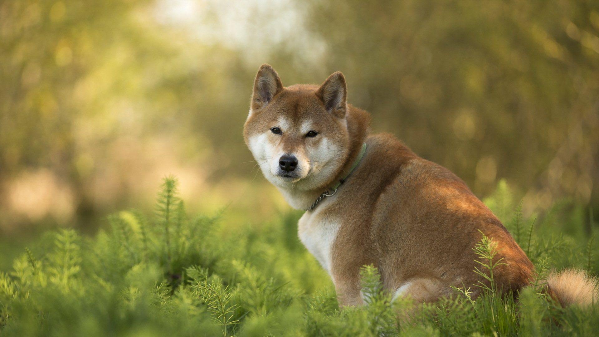 Shiba Inu, HD Bild, Hunde, Wallpaper, Haustiere, 1920x1080 Full HD Desktop