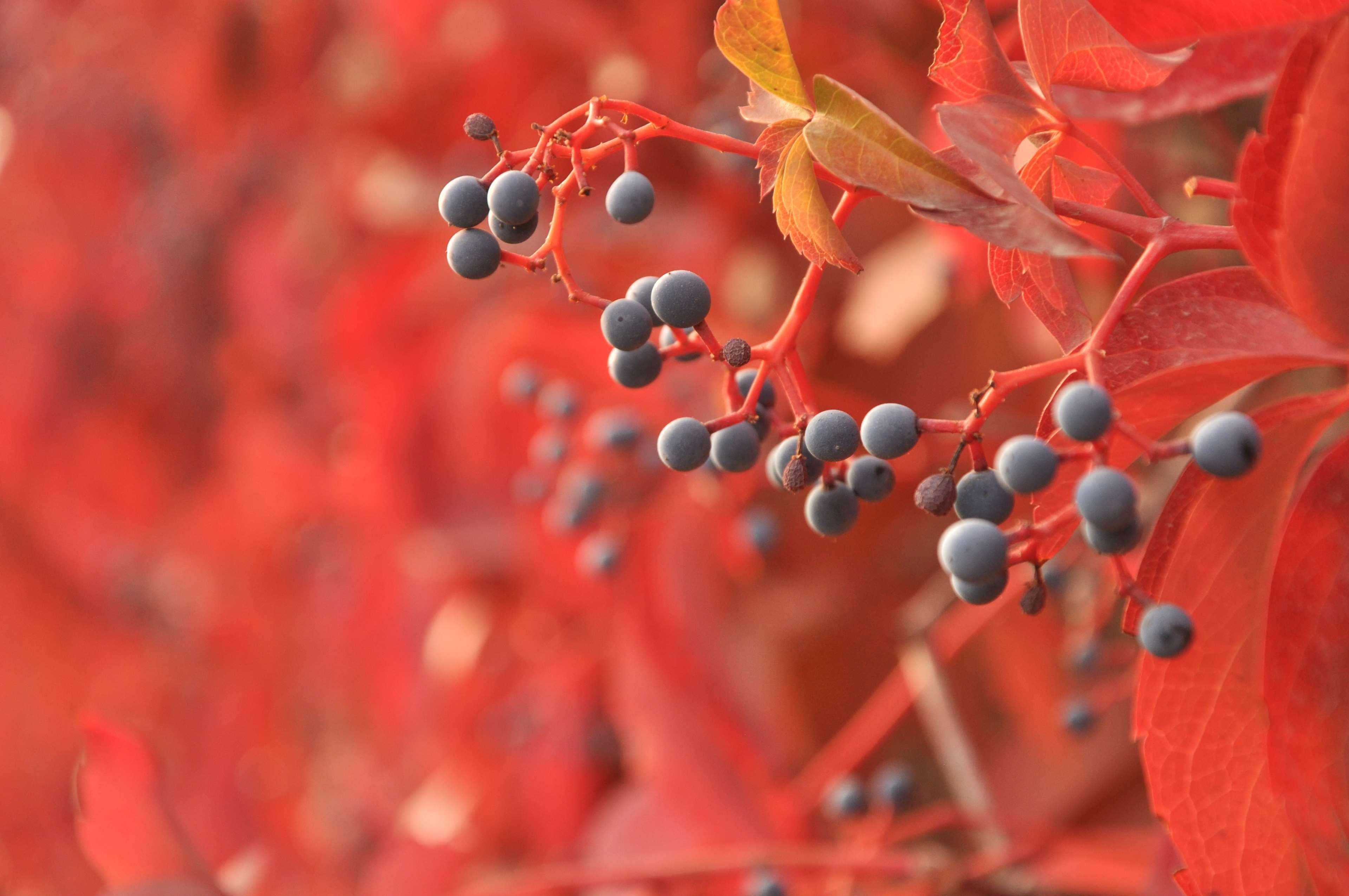 Herbstbeeren, Beeren, Natur, Pflanzen, Hintergrund, 3840x2550 4K Desktop