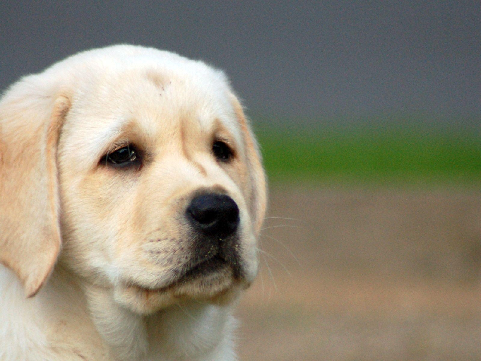 Labrador Welpen, Bild, Hintergrund, Süß, Energetisch, 1600x1200 HD Desktop