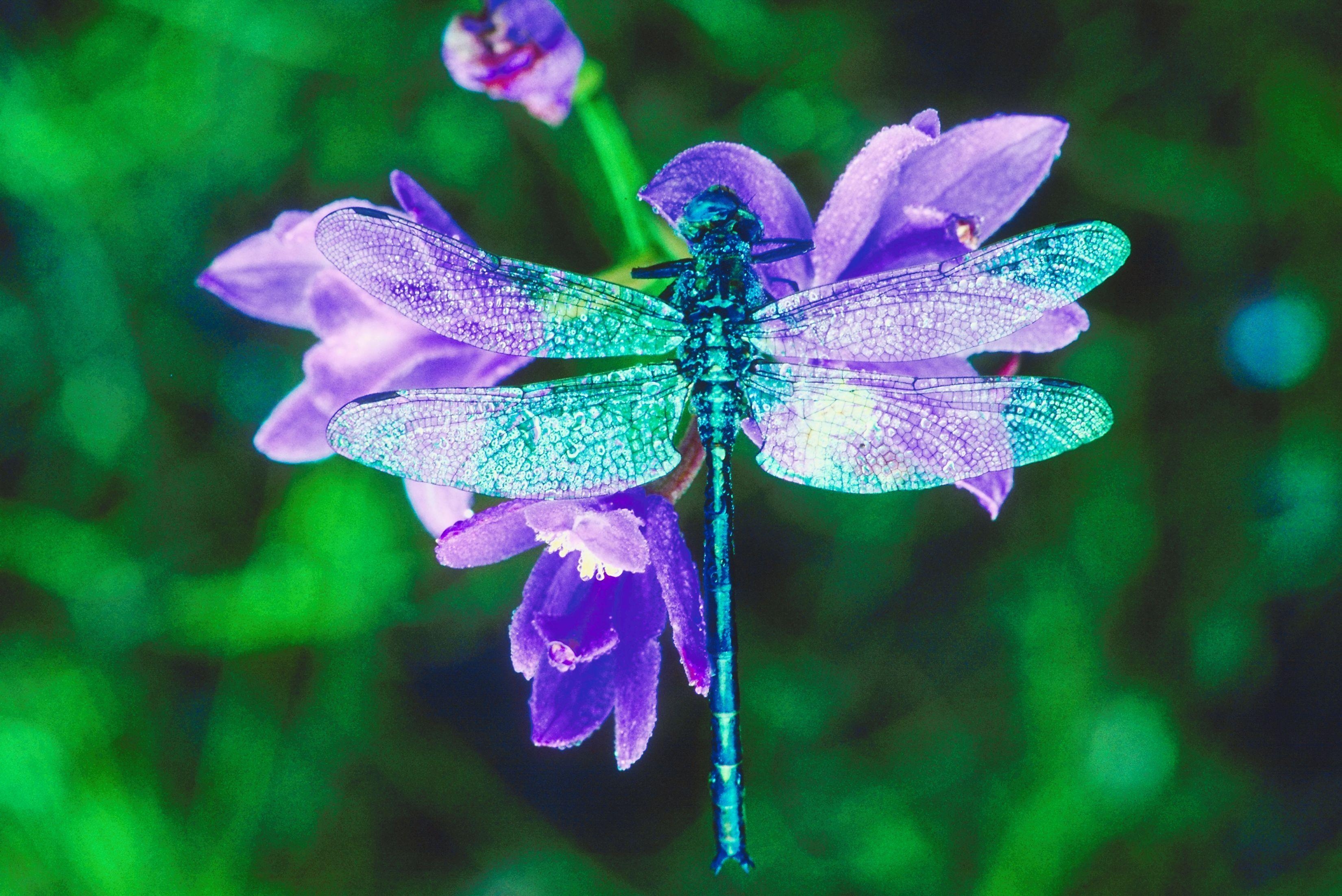 Bestes Libellenbild, Hohe Qualität, Natur, Insekten, 3300x2210 HD Desktop