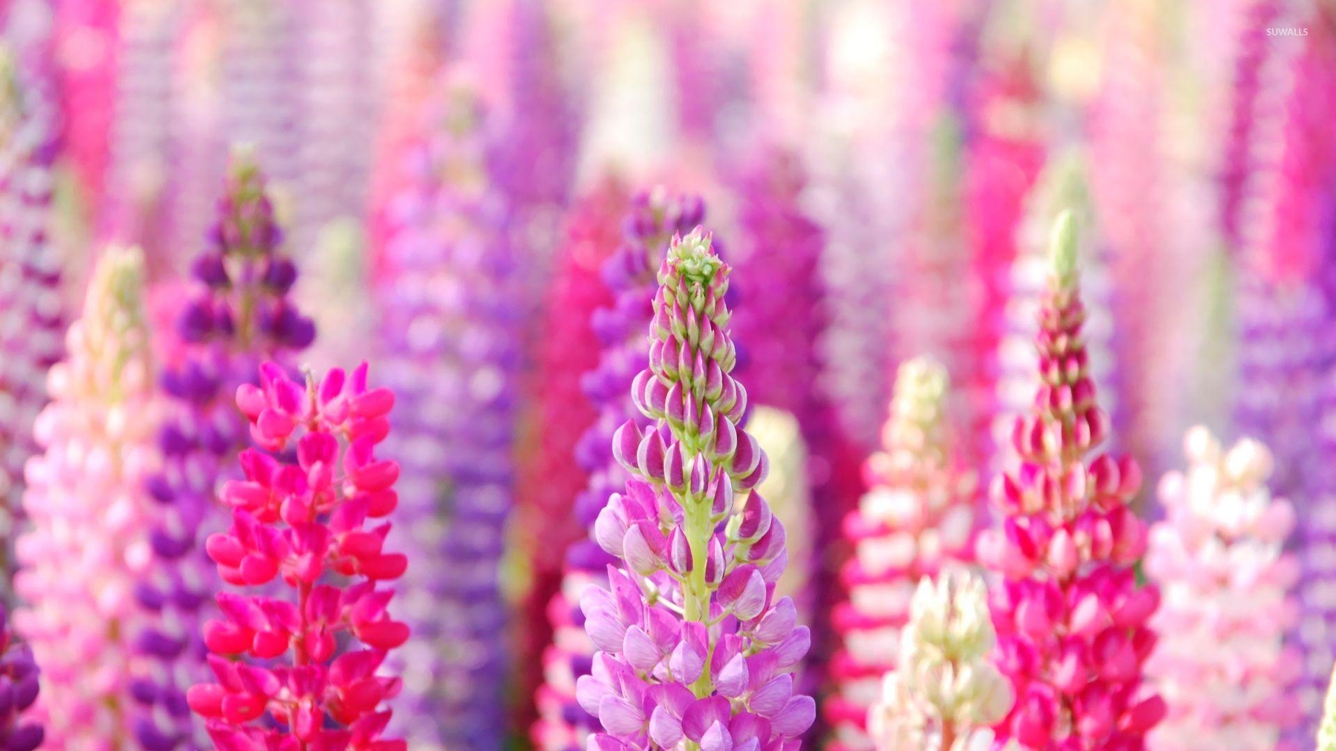 Lavendel, Natur, lila Blüten, Aromatherapie, Hintergrund, 1920x1080 Full HD Desktop