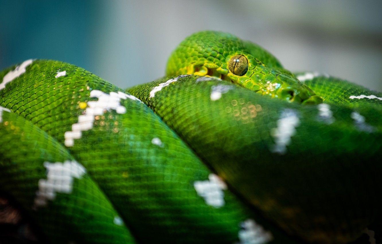 Grüne Python, Reptil, Desktop, Zivotnye, Bild, 1340x850 HD Desktop