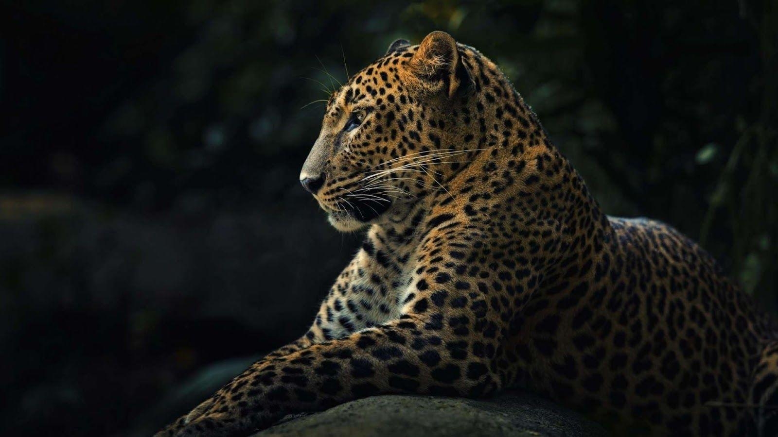 Leopardenfoto, Tiere, HQ Download, 1600x900 HD Desktop