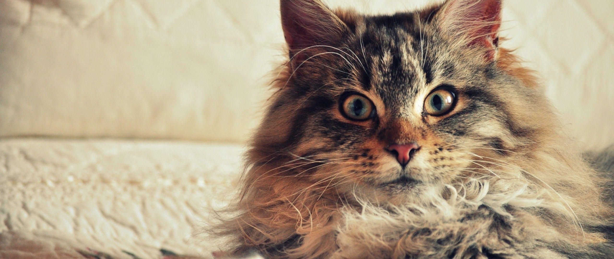 Maine Coon, Katze, Desktop Hintergrund, HD, Mobile, 2560x1080 Dual Screen Desktop