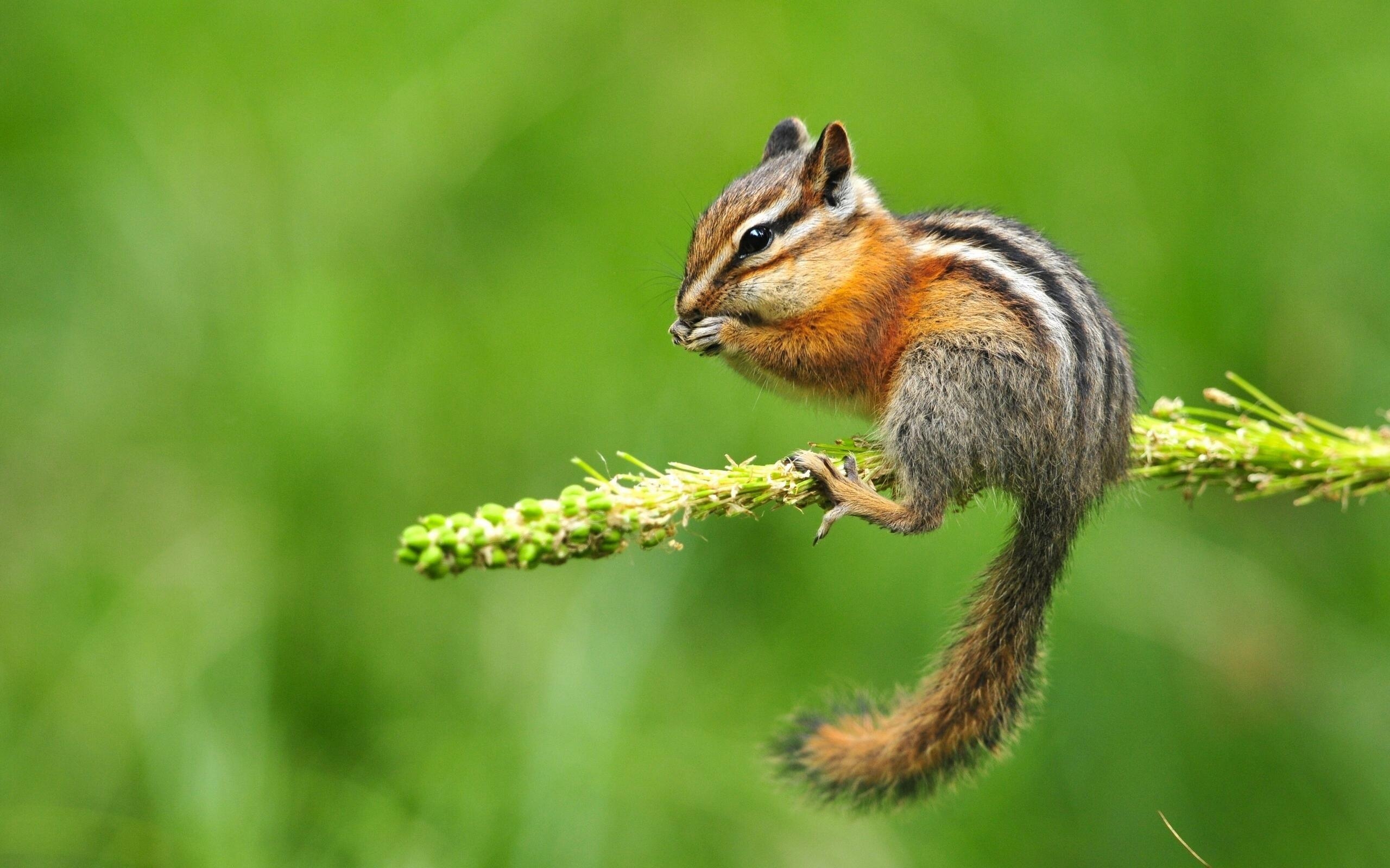 Kostenloser Download, Tierwelt, Chipmunk, HD, Bild, 2560x1600 HD Desktop