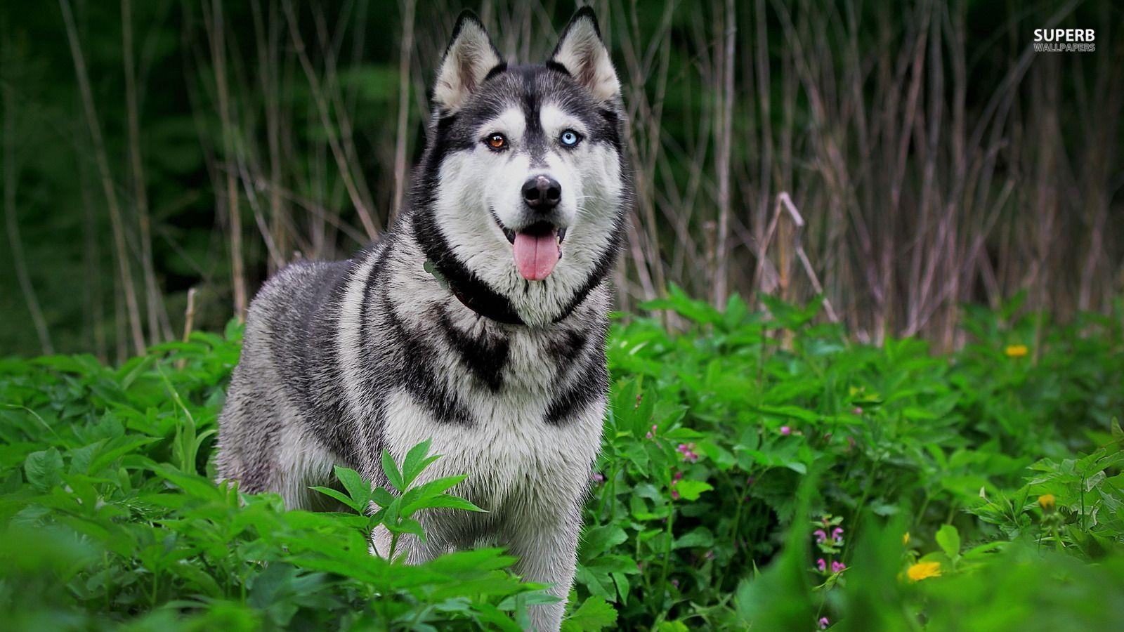 Husky, Hunde, Pelz, tierisch, Haustier, 1600x900 HD Desktop