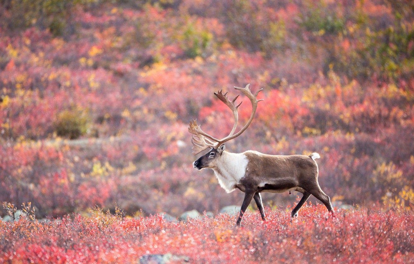 Karibu, Herbst, Wildtiere, Tundra, Bild, 1340x850 HD Desktop