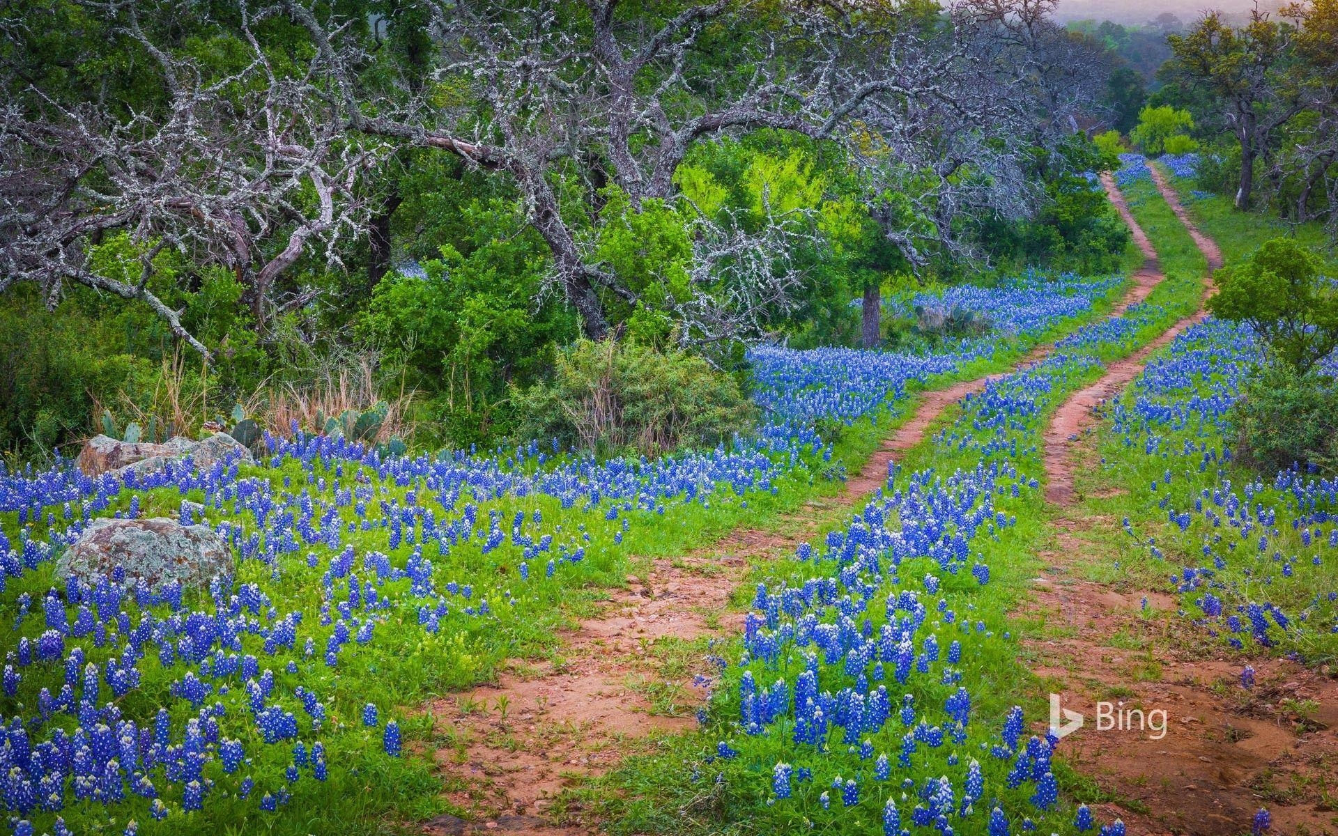 Bluebonnets, Texas Hill Country, Alter Weg, Natur, Landschaft, 1920x1200 HD Desktop