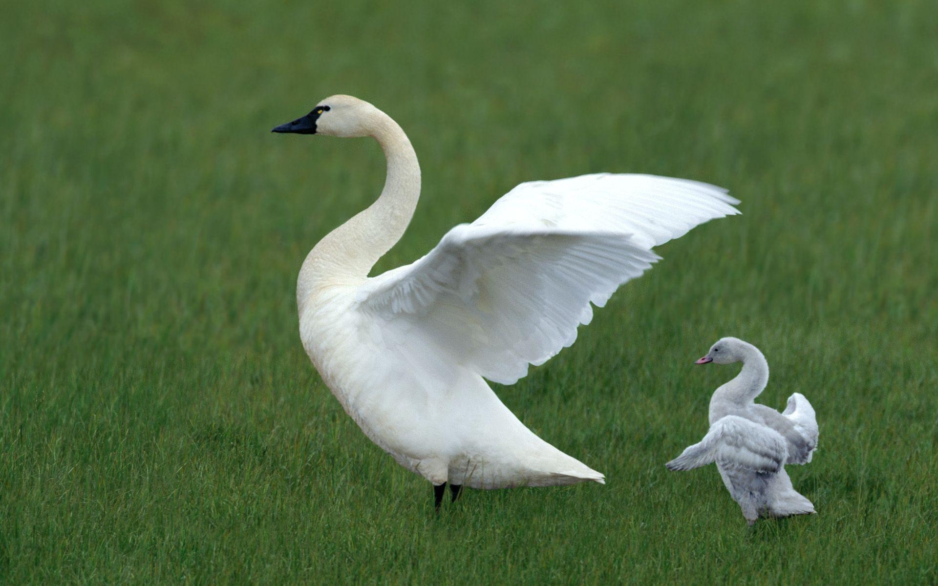 Gans, Natur, Hintergrund, Tiere, Federkleid, 1920x1200 HD Desktop