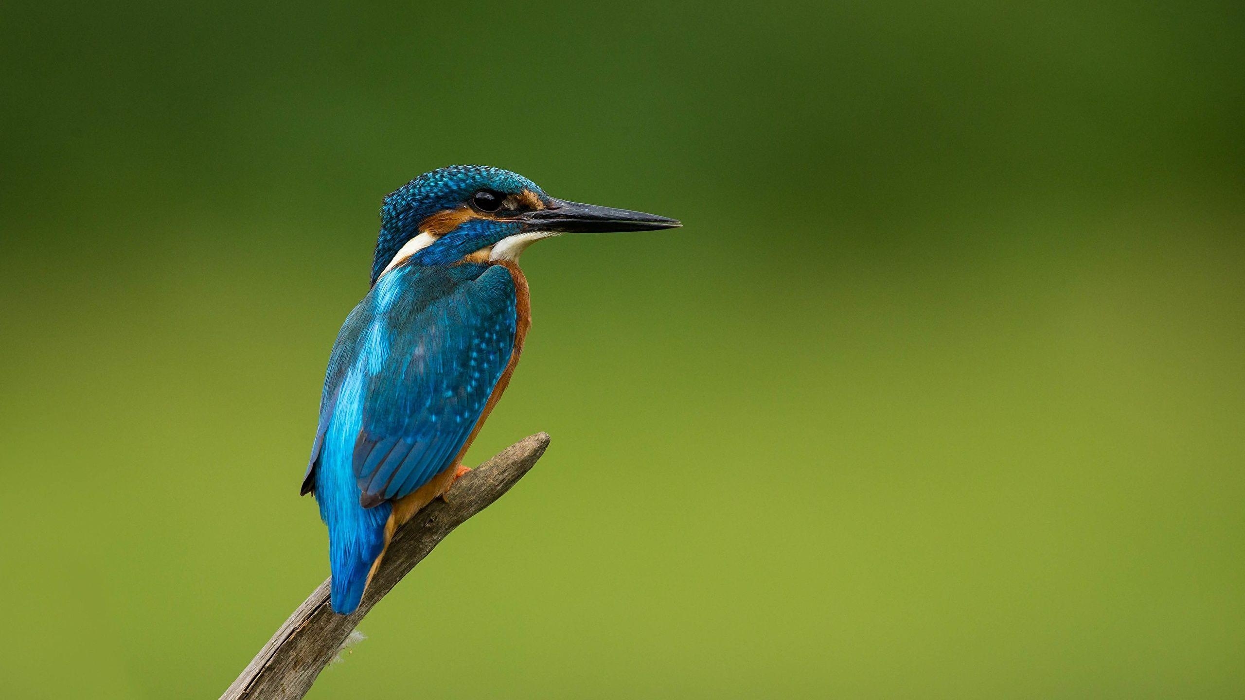 Gemeiner Eisvogel, Tier, Vögel, Farben, Habitat, 2560x1440 HD Desktop