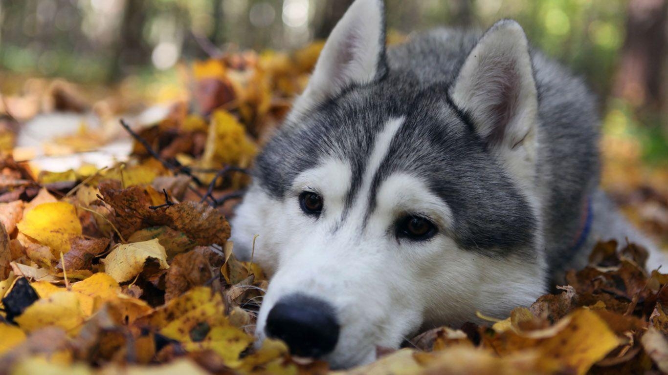 Alaskan Malamute, Tier, Hundeliebhaber, Alaska, Hintergrund, 1370x770 HD Desktop