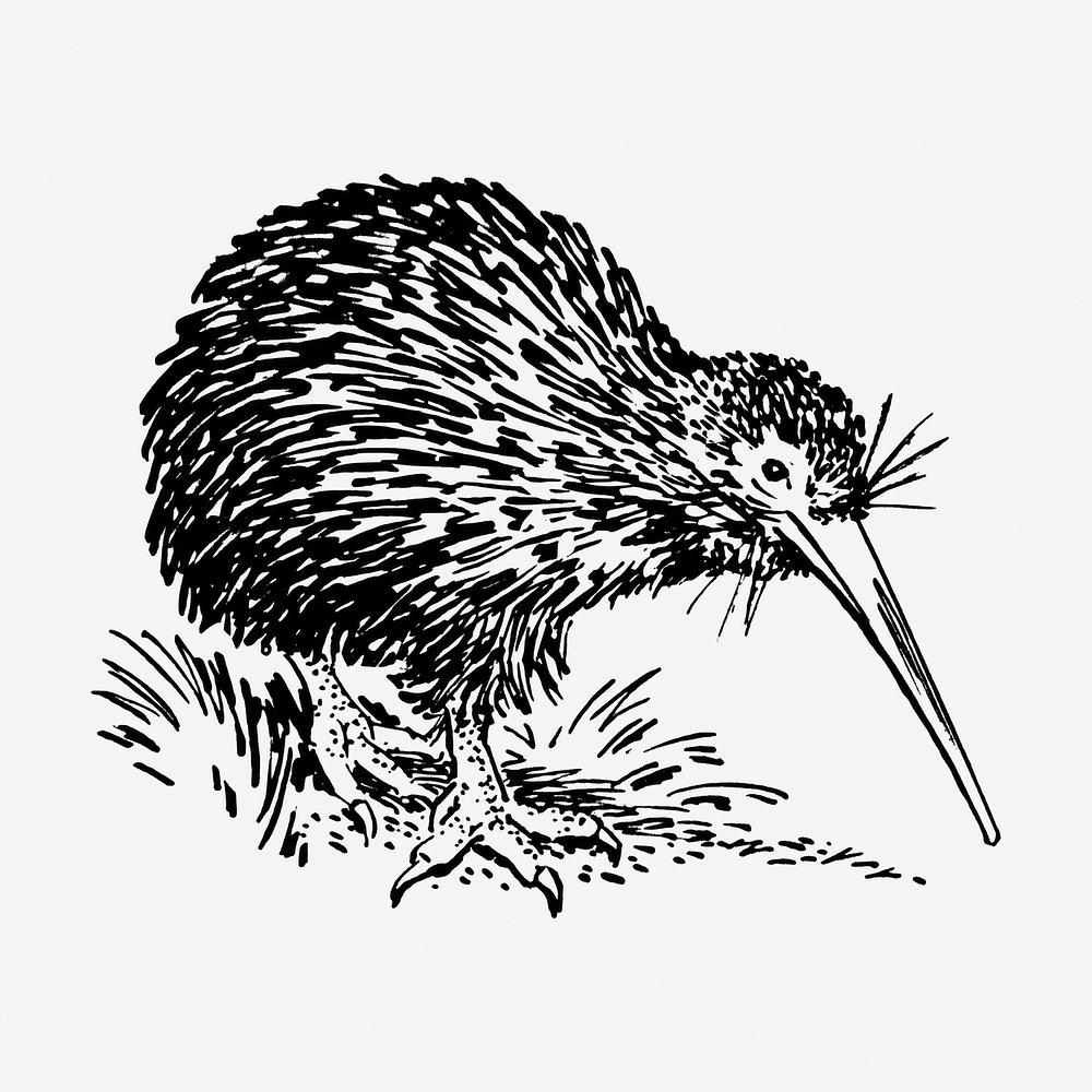 Kiwi Vogel, Bild, Natur, Tierfoto, Hintergrund, 1000x1000 HD Handy