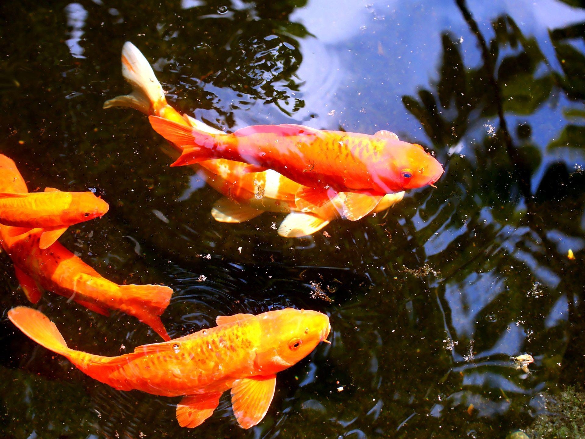 Koi, Fische, Kunstvoll, Wasserwelt, Natur, 1920x1440 HD Desktop