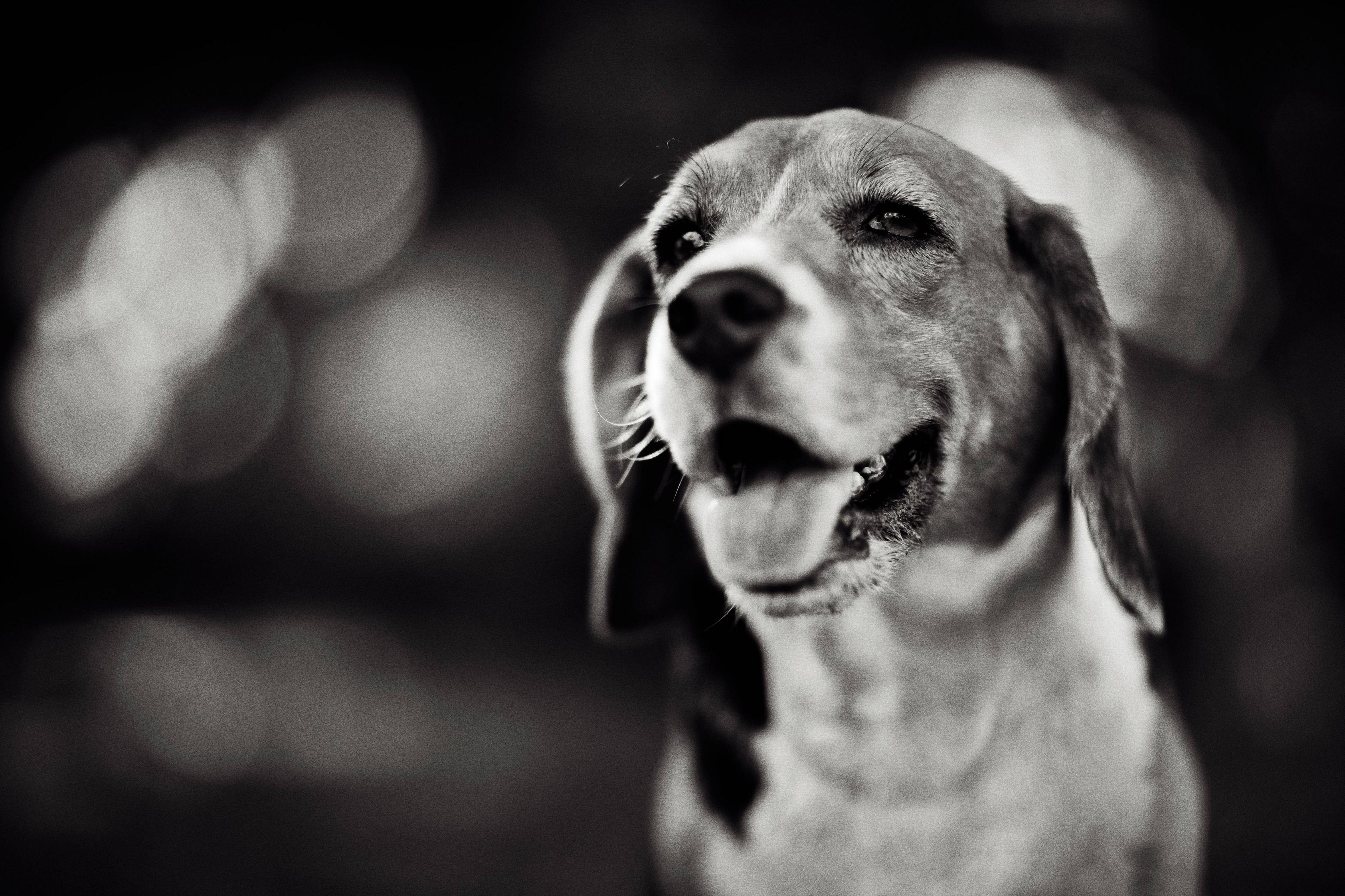 Beagle, Tiere, 5616x3744, älterer Beagle, Harrier, 3370x2250 HD Desktop