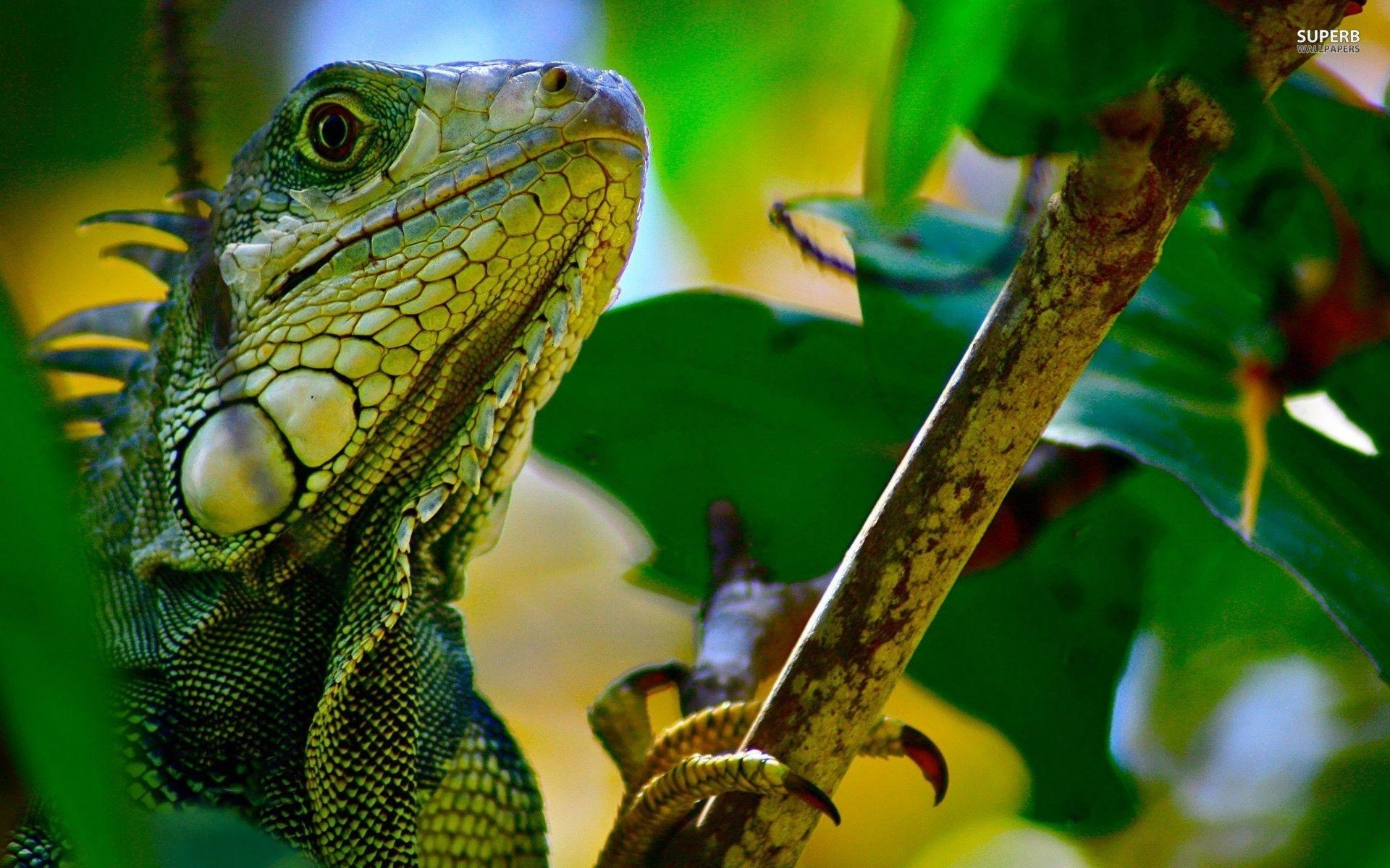 Grüner Leguan, Reptilien, Natur, Tiere, Flora, 1920x1200 HD Desktop