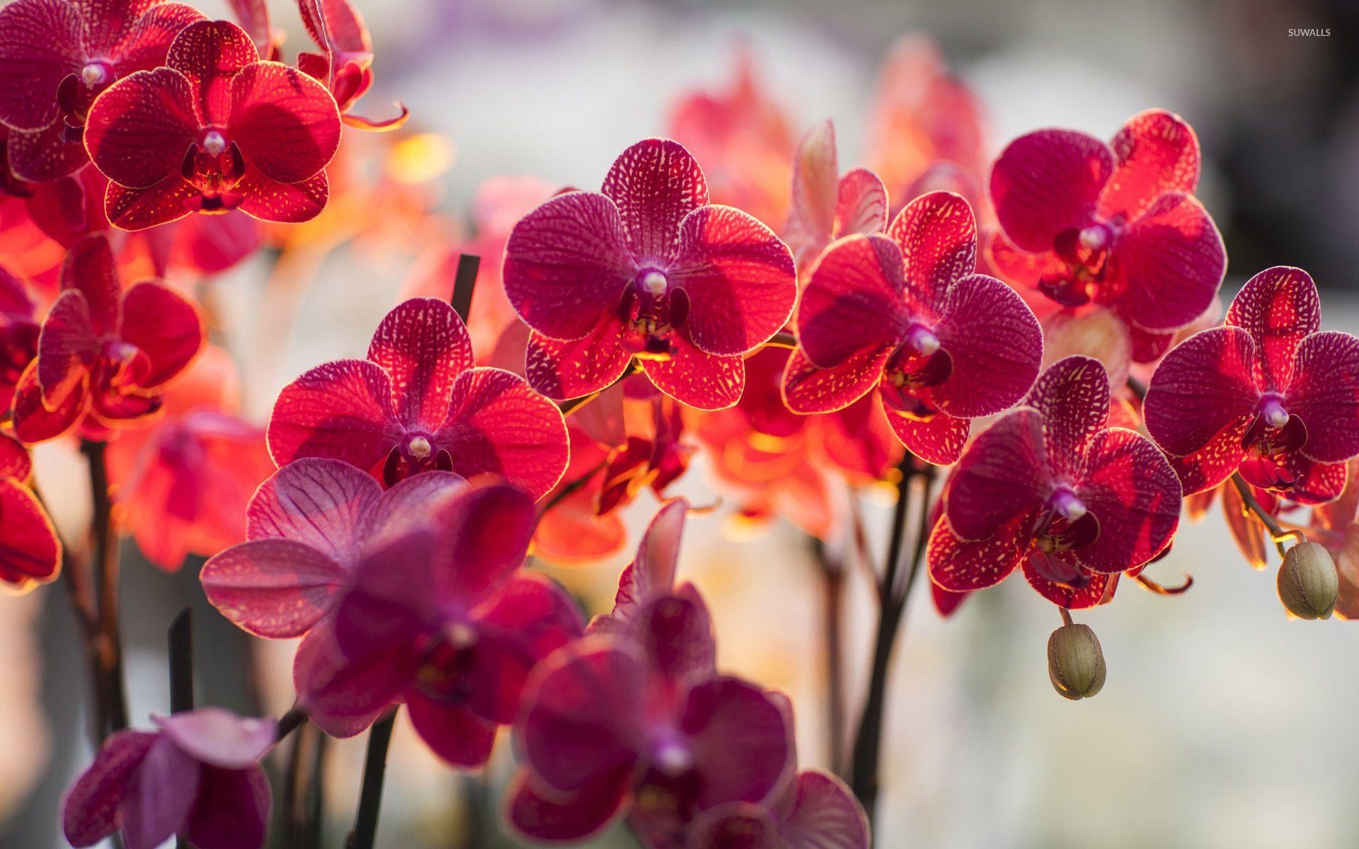 Magenta Orchideen, Bild, Natur, Hintergrund, Blume, 1920x1200 HD Desktop