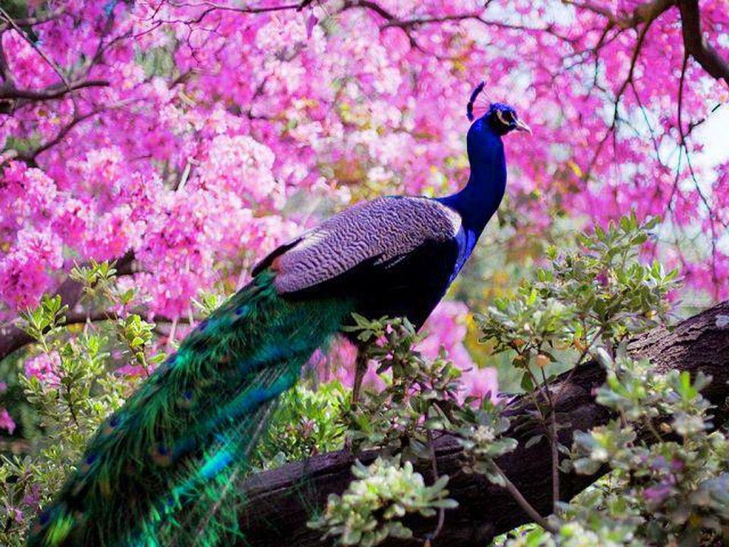 Pfau, Hintergrund, 768 px, Farben, Vogel, 1030x770 HD Desktop