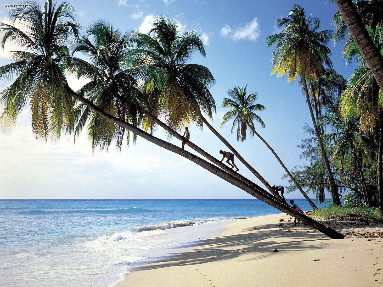 Palmen Strand, Barbados, Karibik, Foto, Bild, 1600x1200 HD Desktop