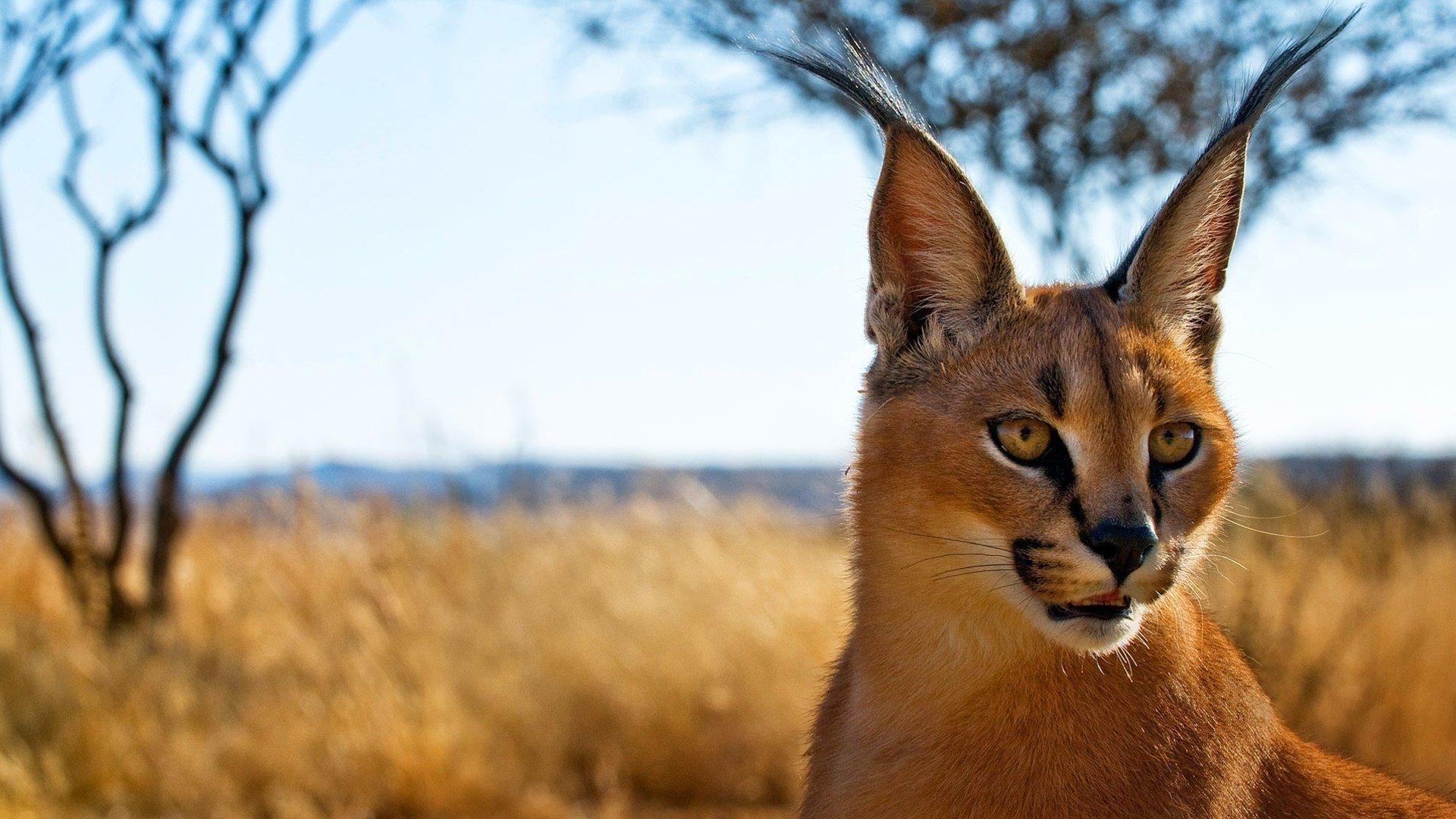 Karakal, Tierwelt, Raubkatze, HD, Hintergrund, 1920x1080 Full HD Desktop