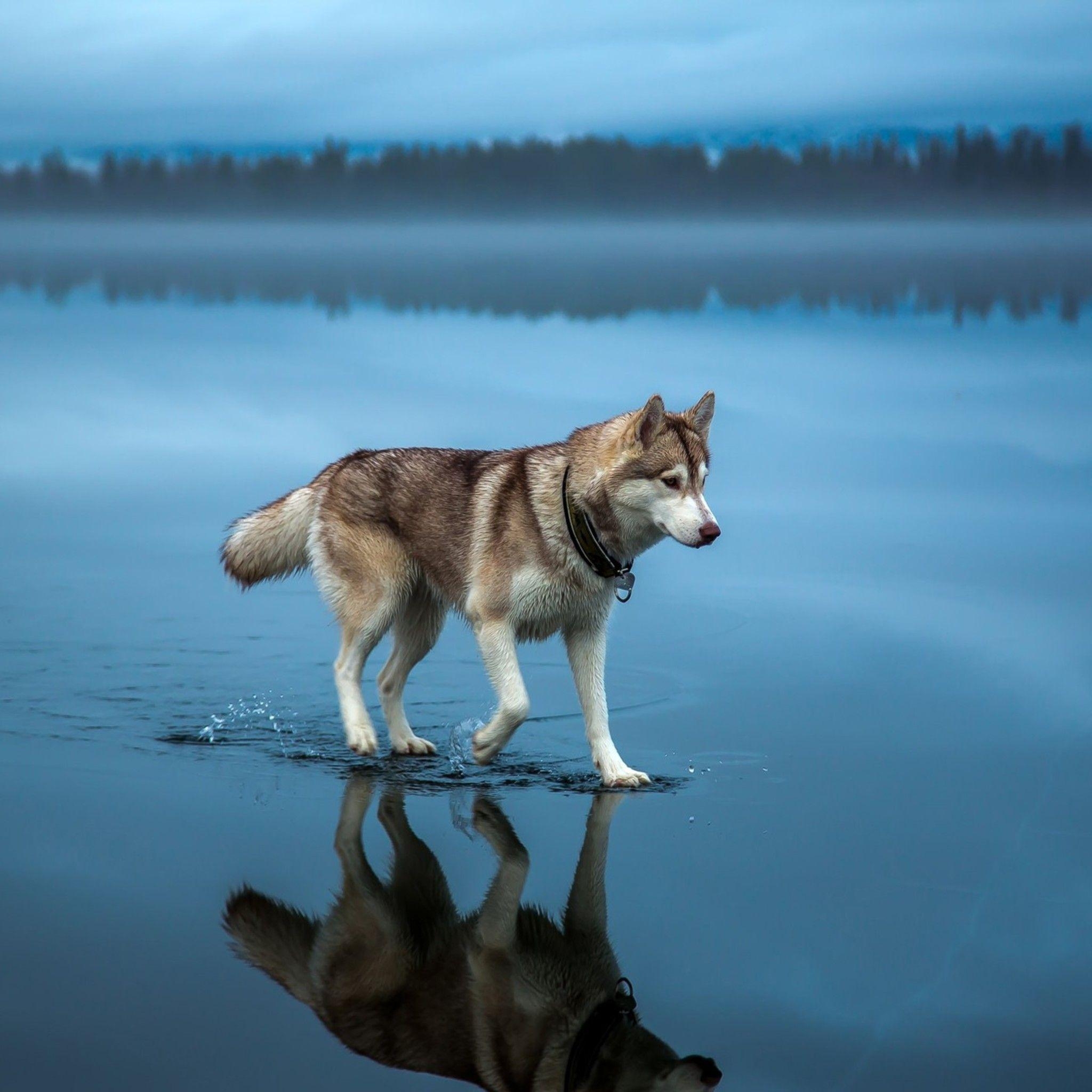 Sibirischer Husky, iPad Air, HD, 4K, Tierbilder, 2050x2050 HD Handy