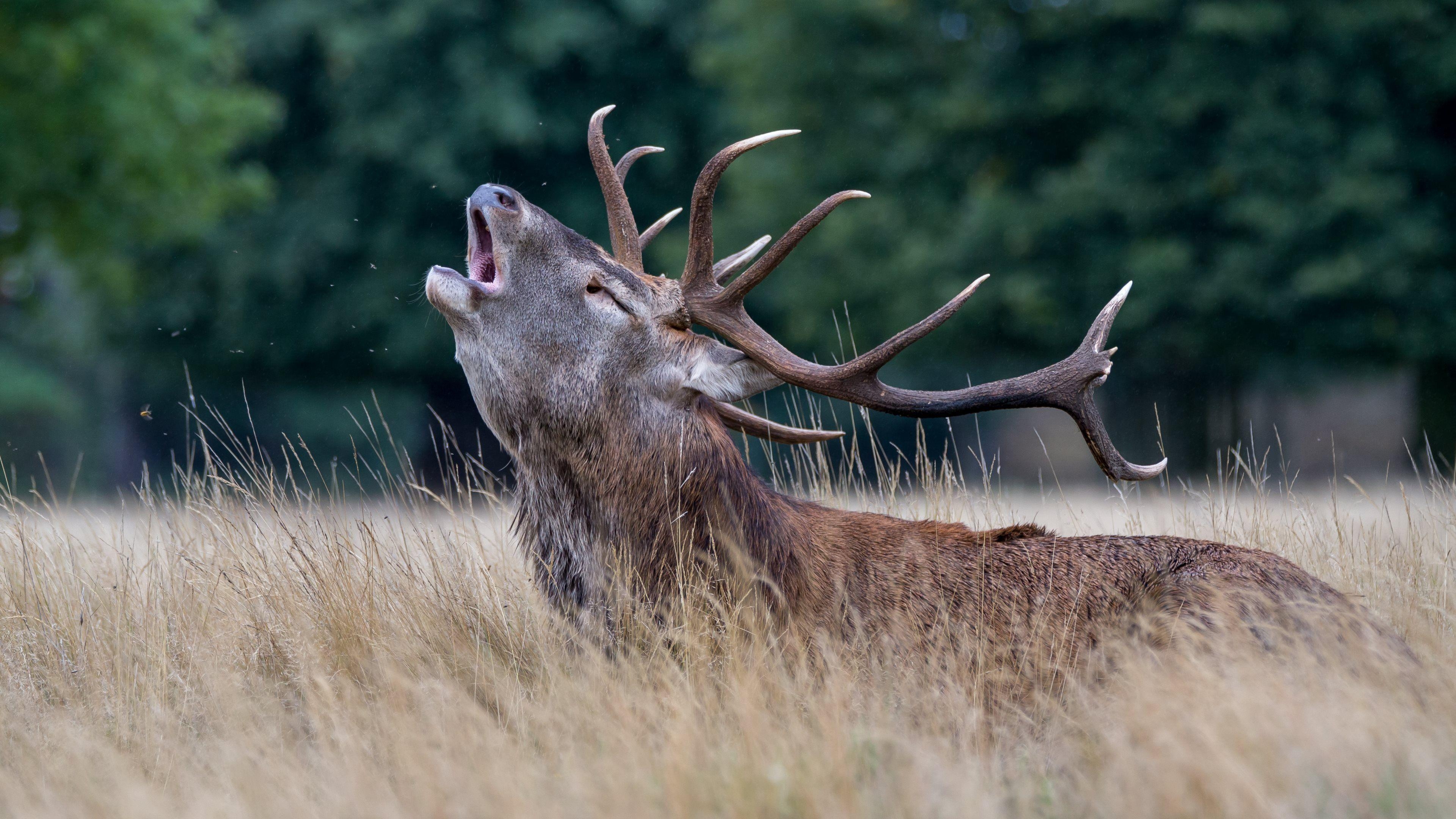 Hirsch, Ulra HD, Wildnis, Natur, Forst, 3840x2160 4K Desktop