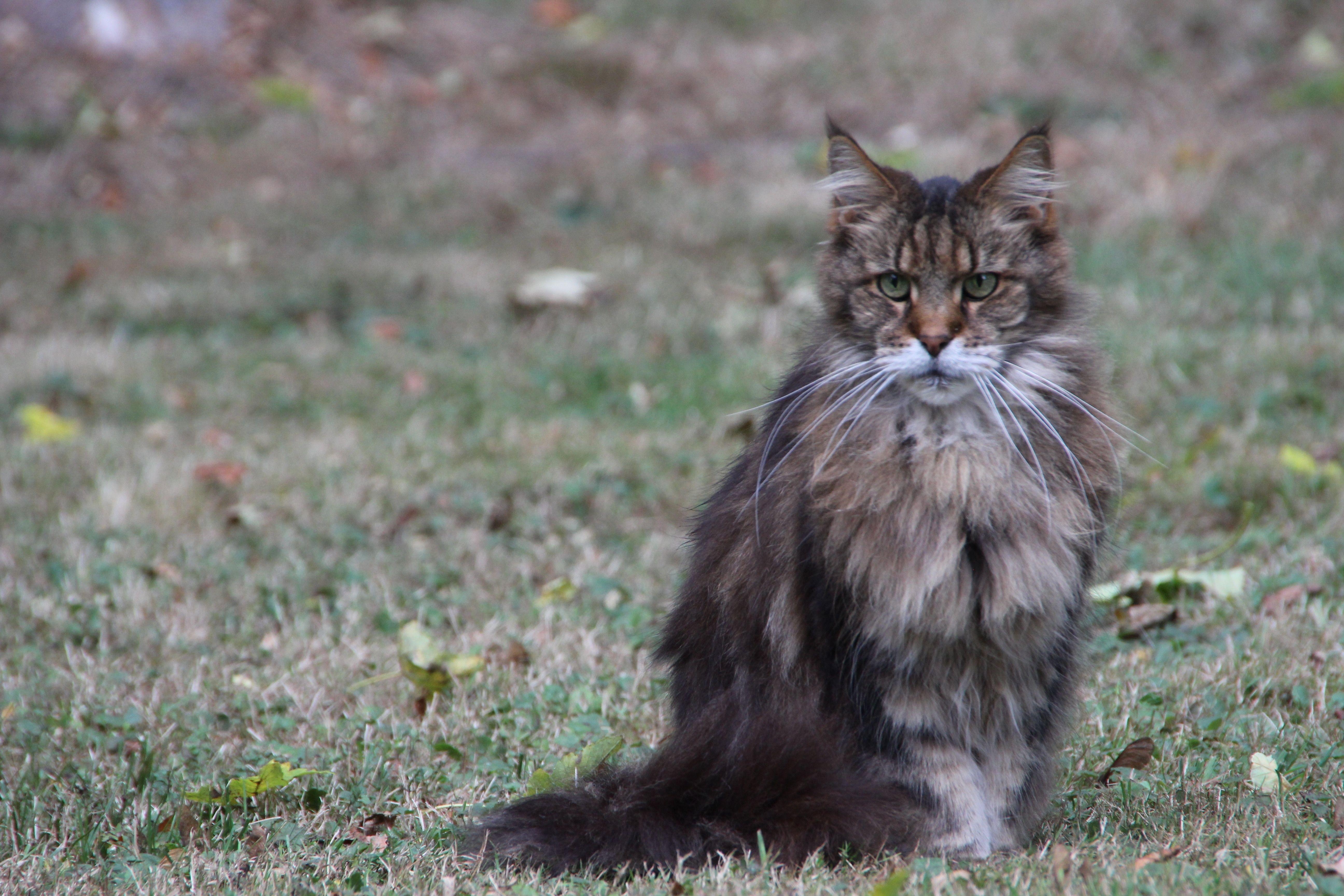 Maine Coon, Braun, Kostenlos, Bild, Tier, 5190x3460 4K Desktop