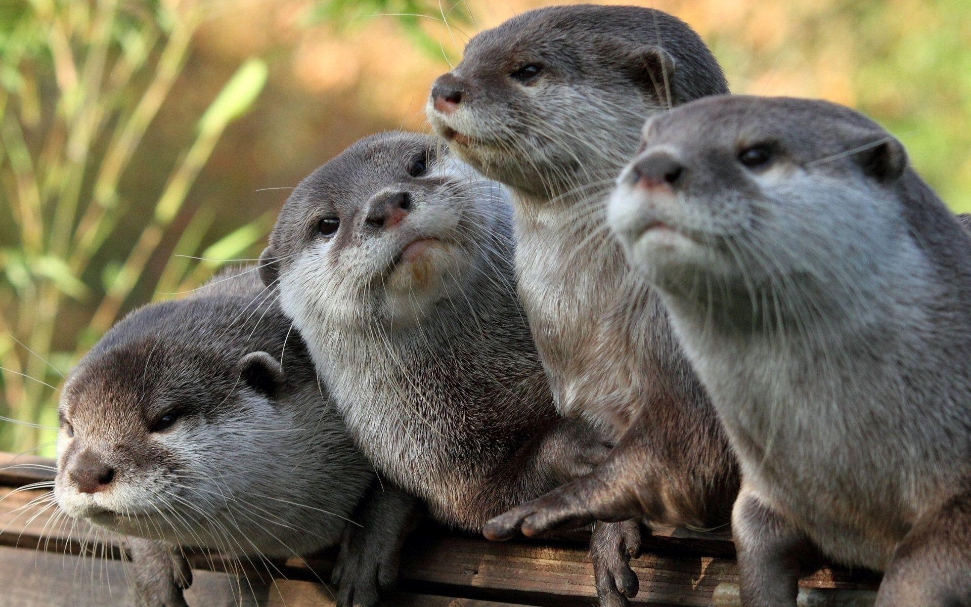 Ultra HD, Otter, Tier, Ozean, Wasser, 1920x1200 HD Desktop