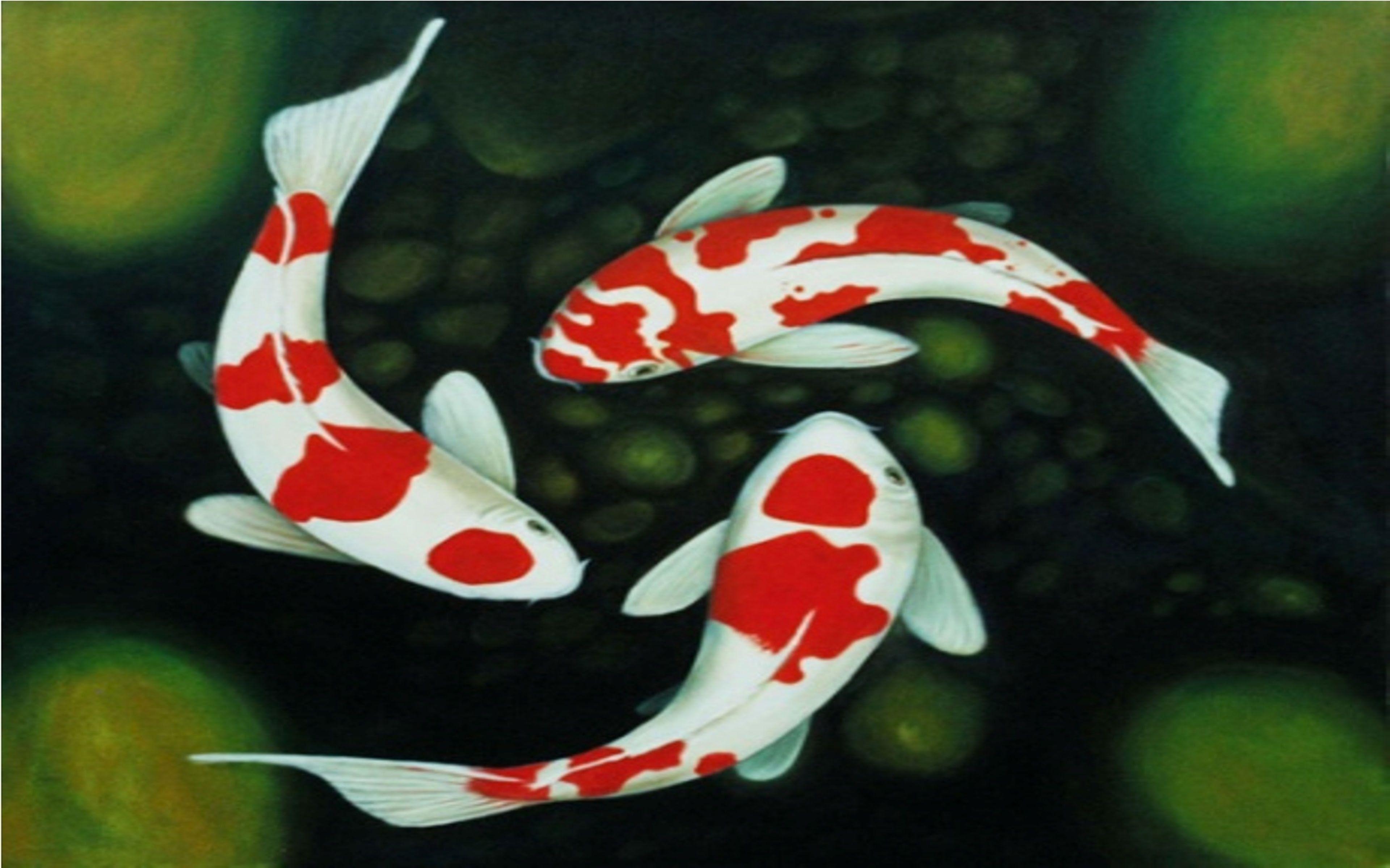 Koi Fische, Desktop, Hintergrund, HD, Farben, 3840x2400 4K Desktop