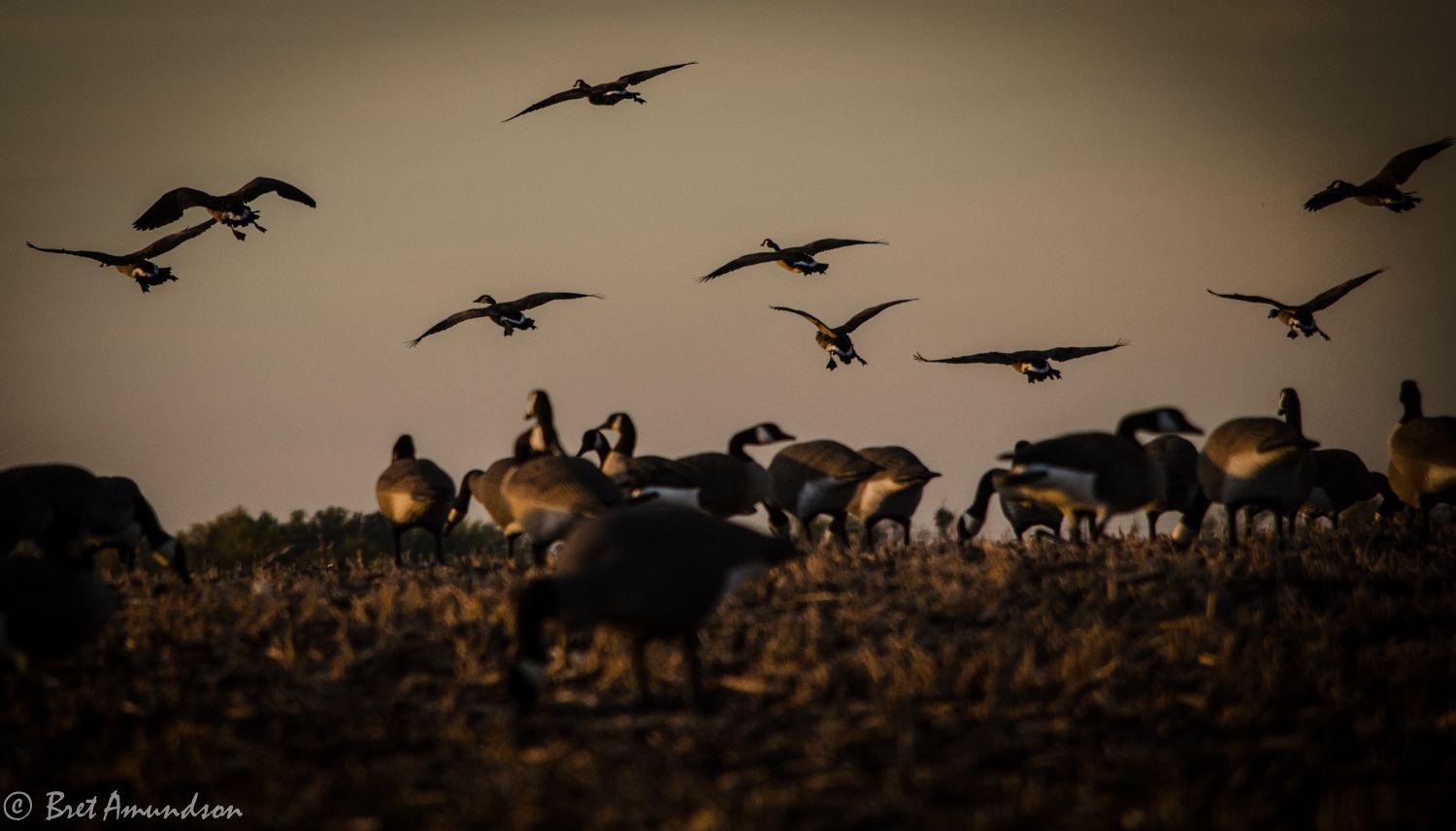 Gans, Jagd, Natur, Hintergründe, Tiere, 1500x860 HD Desktop