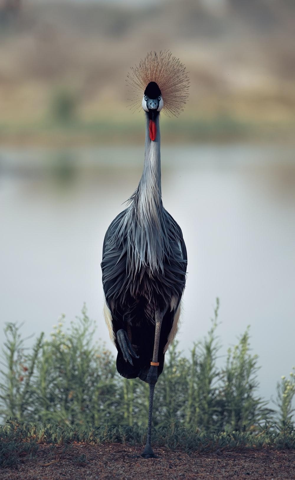 Schwarzer Kronenkranich, Grün, Tageslicht, Foto, Vogel, 1000x1630 HD Handy