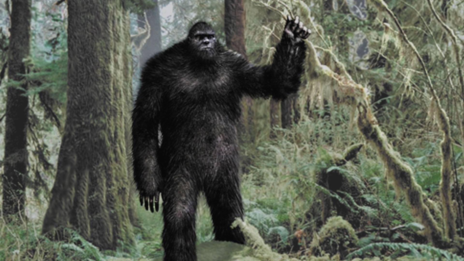 Bigfoot, Legende, Hintergrund, Geheimnis, Kreatur, 1920x1080 Full HD Desktop