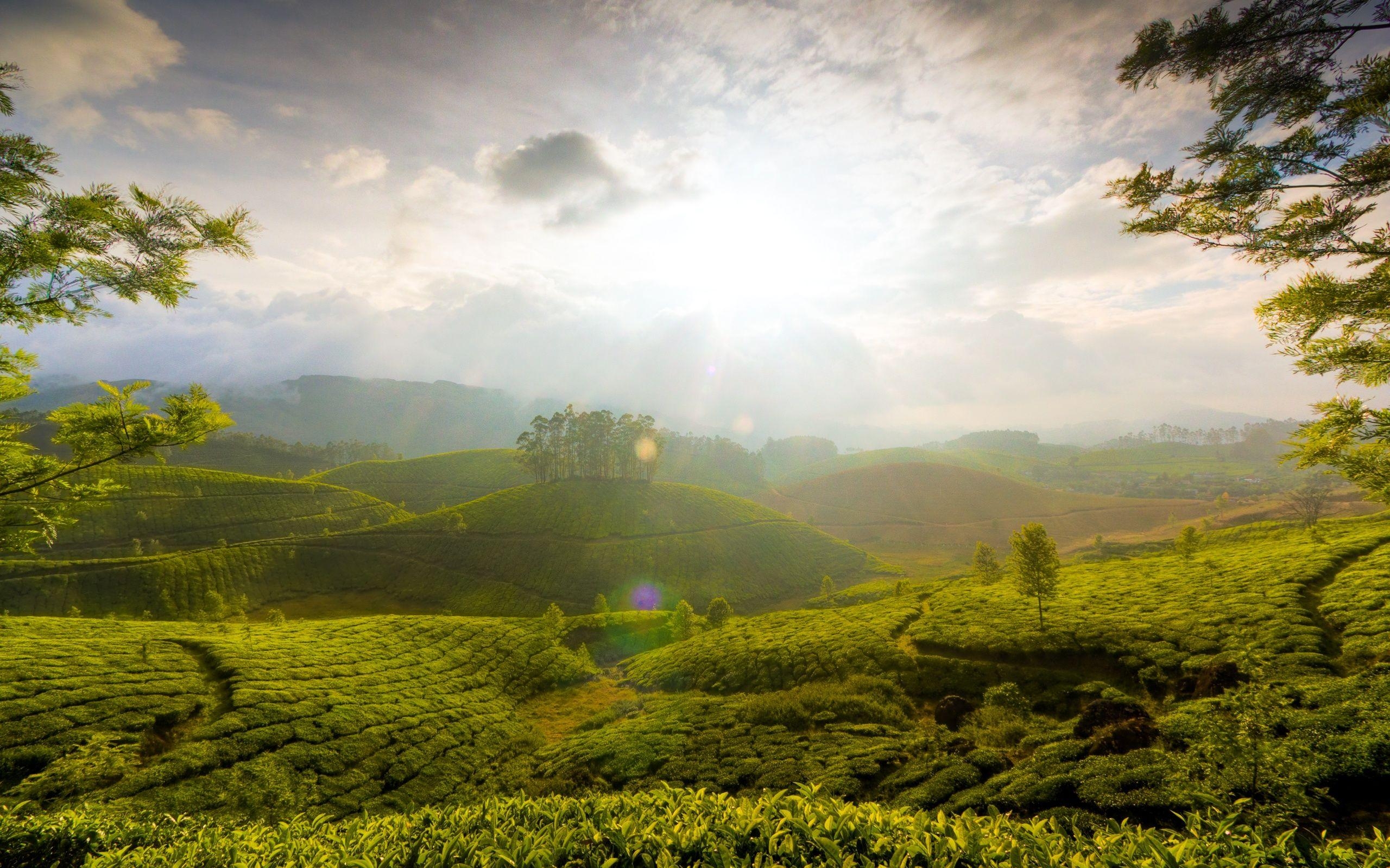 Munnar, Kerala, Indien, Hügel, Kostenlos, 2560x1600 HD Desktop